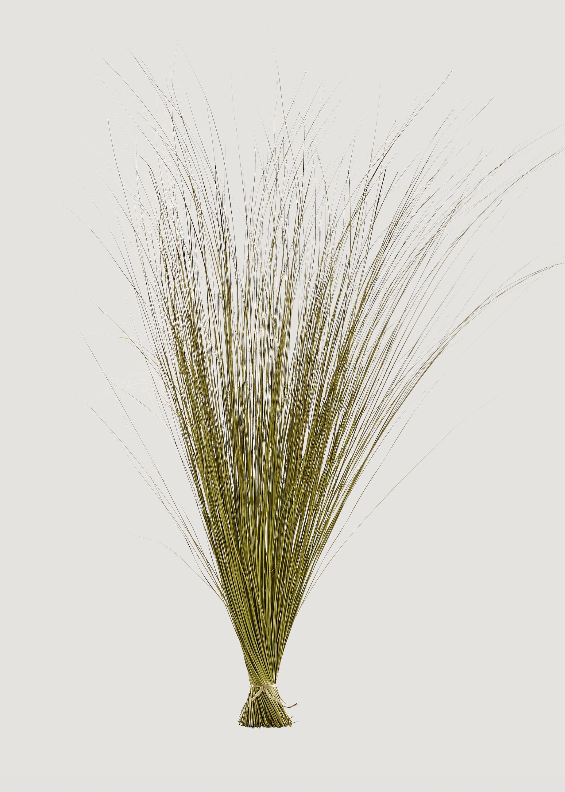 Dried Green Fountain Grass
