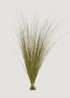 Dried Green Fountain Grass