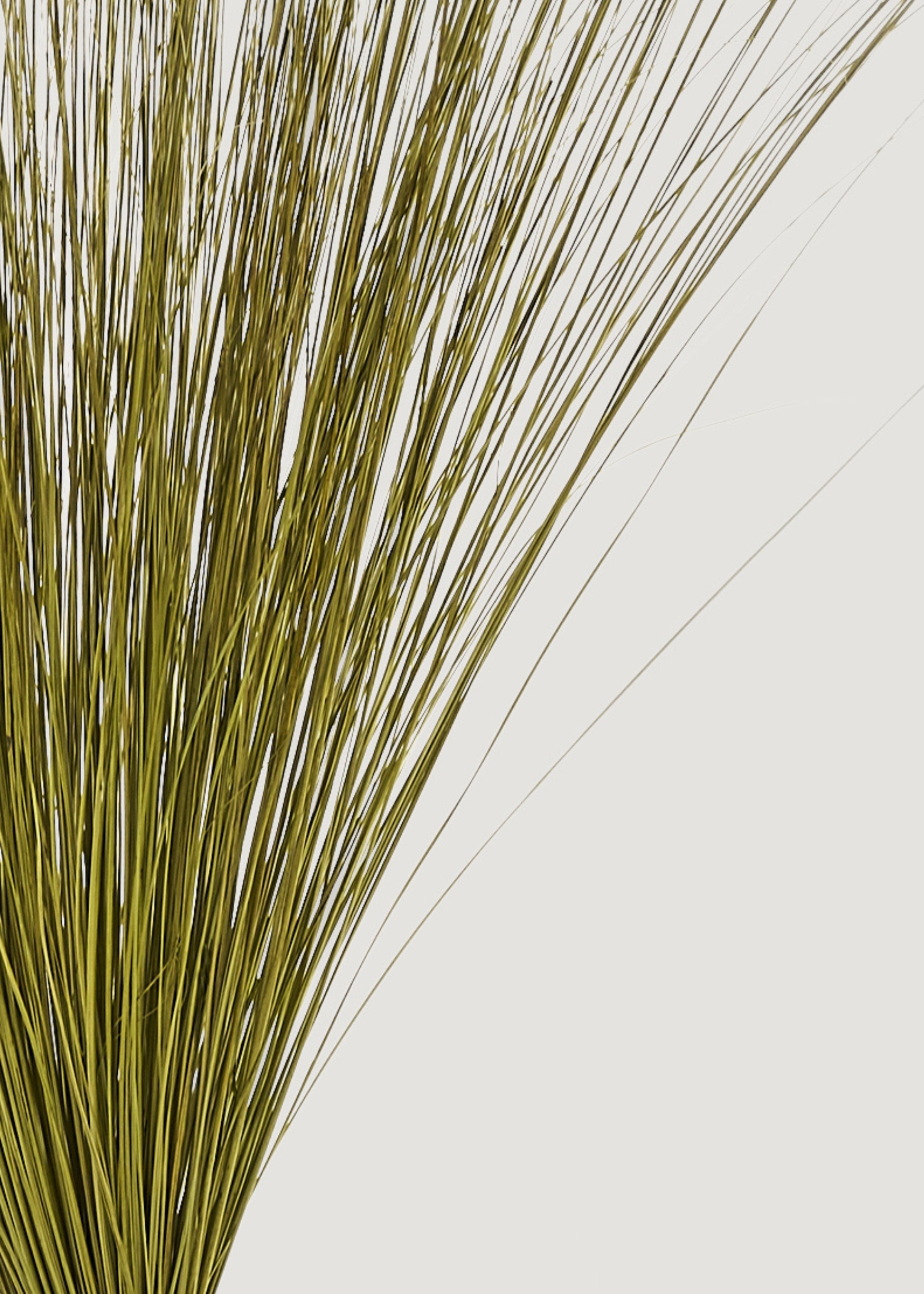 Close-up of green grass 