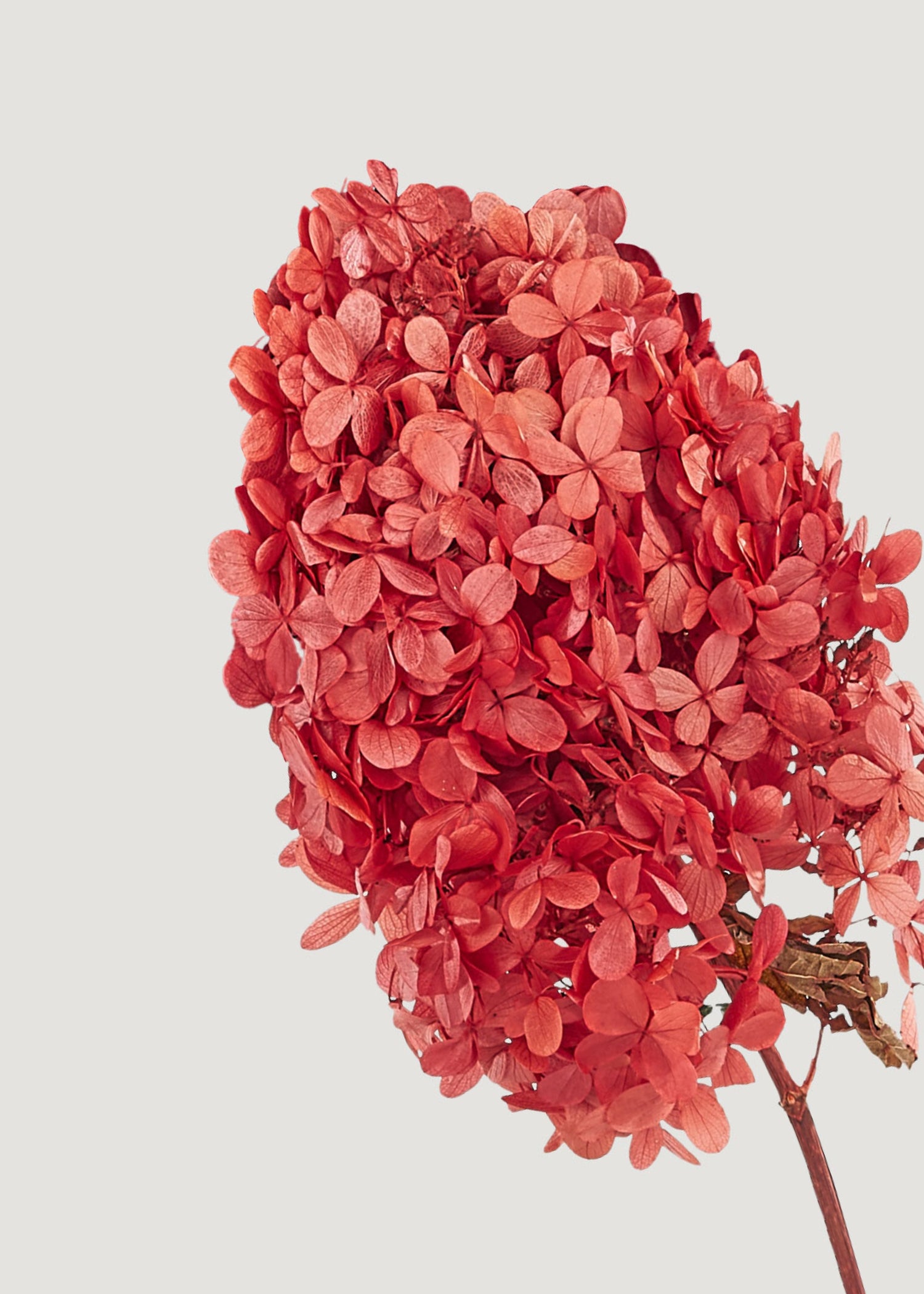 Close-up of Red Preserved Hydrangea Stem