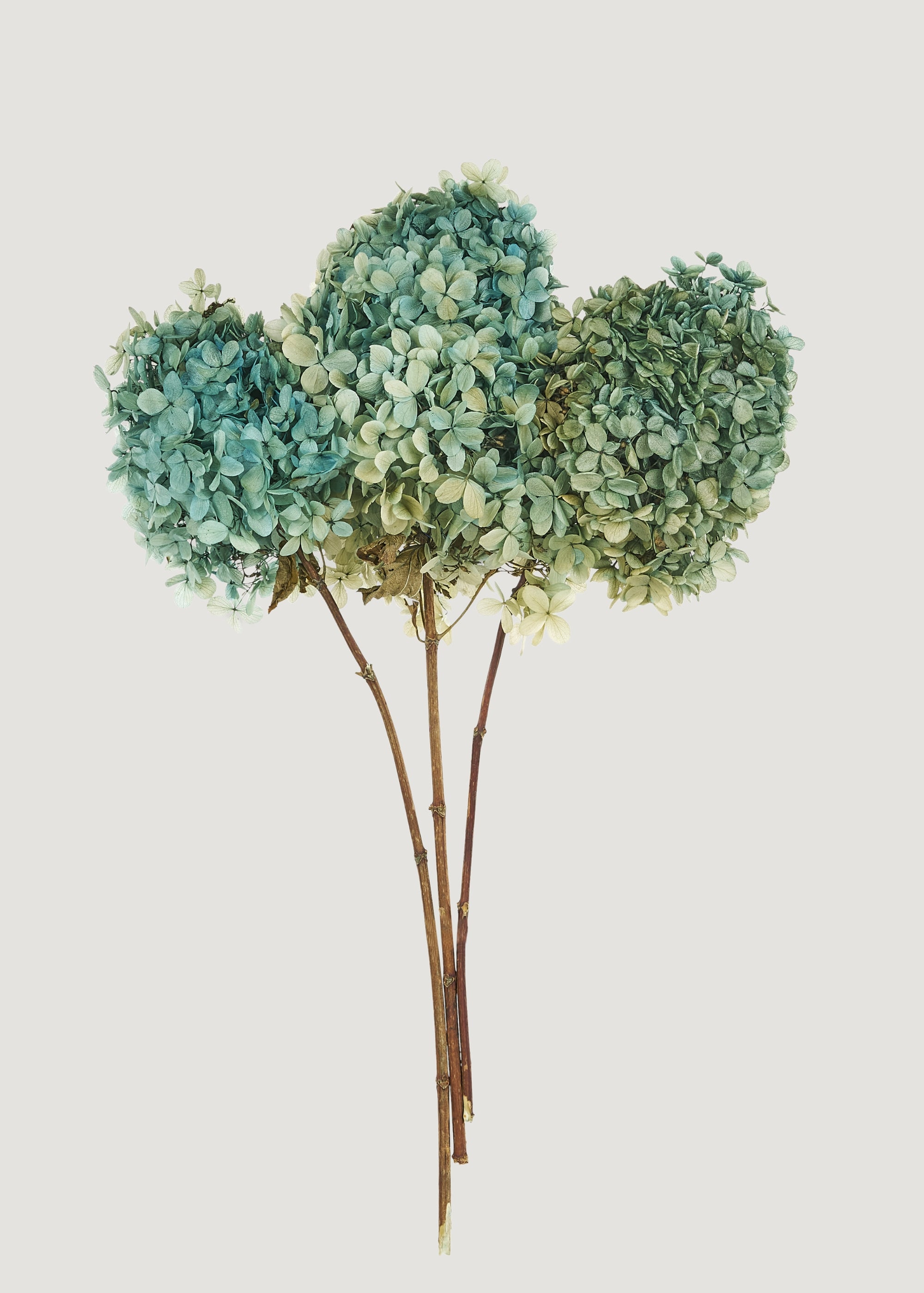 Preserved Flower Bundle of 3 Blue and Green Hydrangea Stems