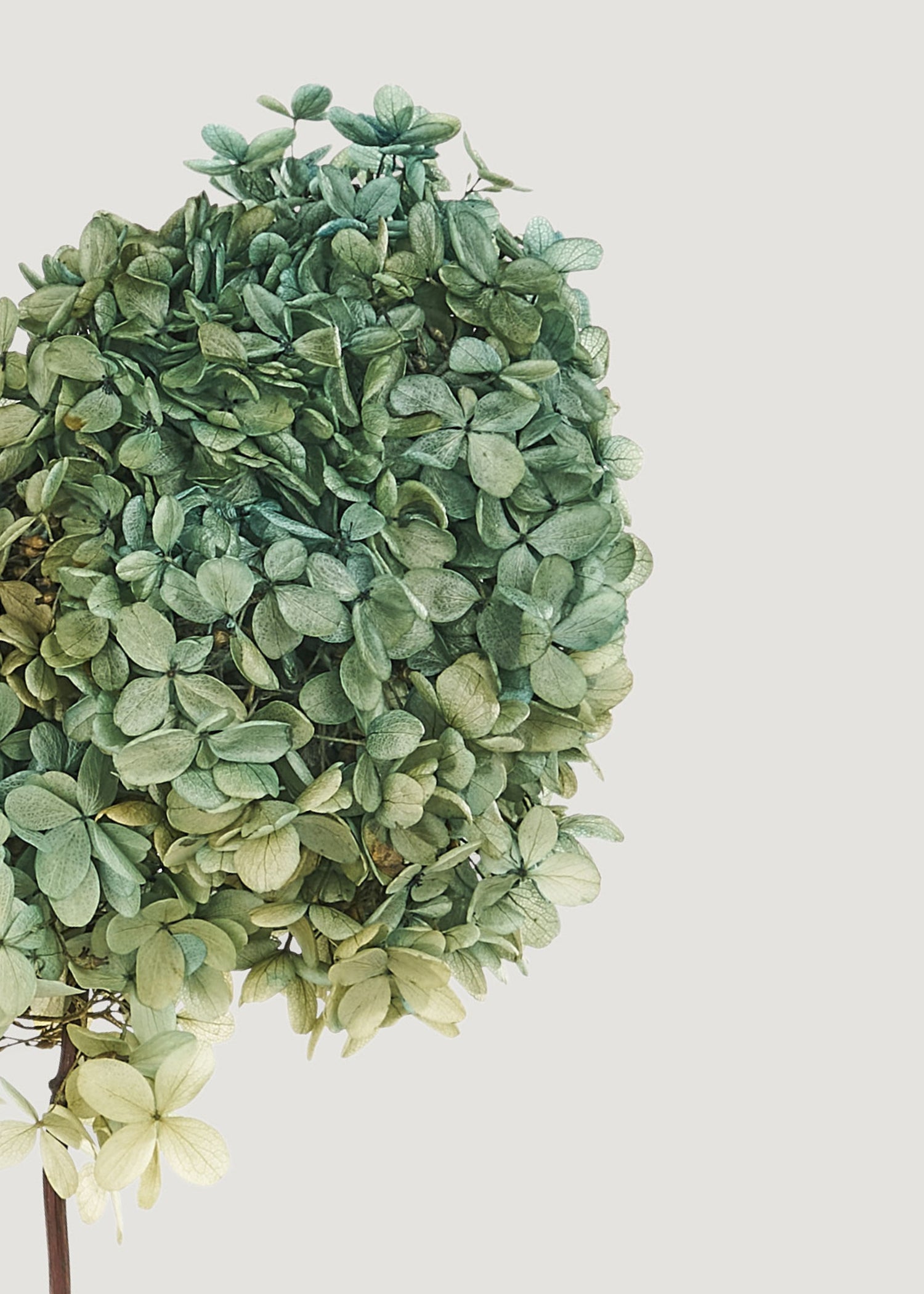 Close-up of Preserved Blue and Green Hydrangea Stem