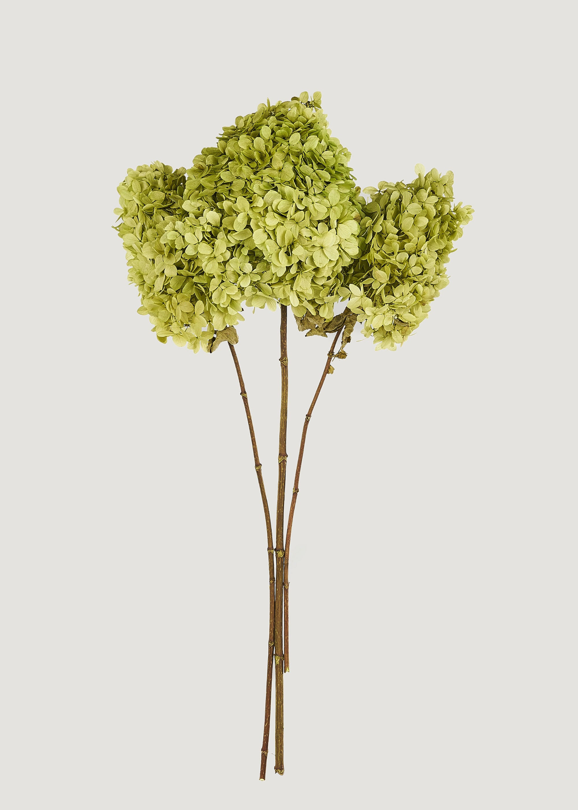 Basil Green Preserved Hydrangea Bundle | Dried Flowers | Afloral