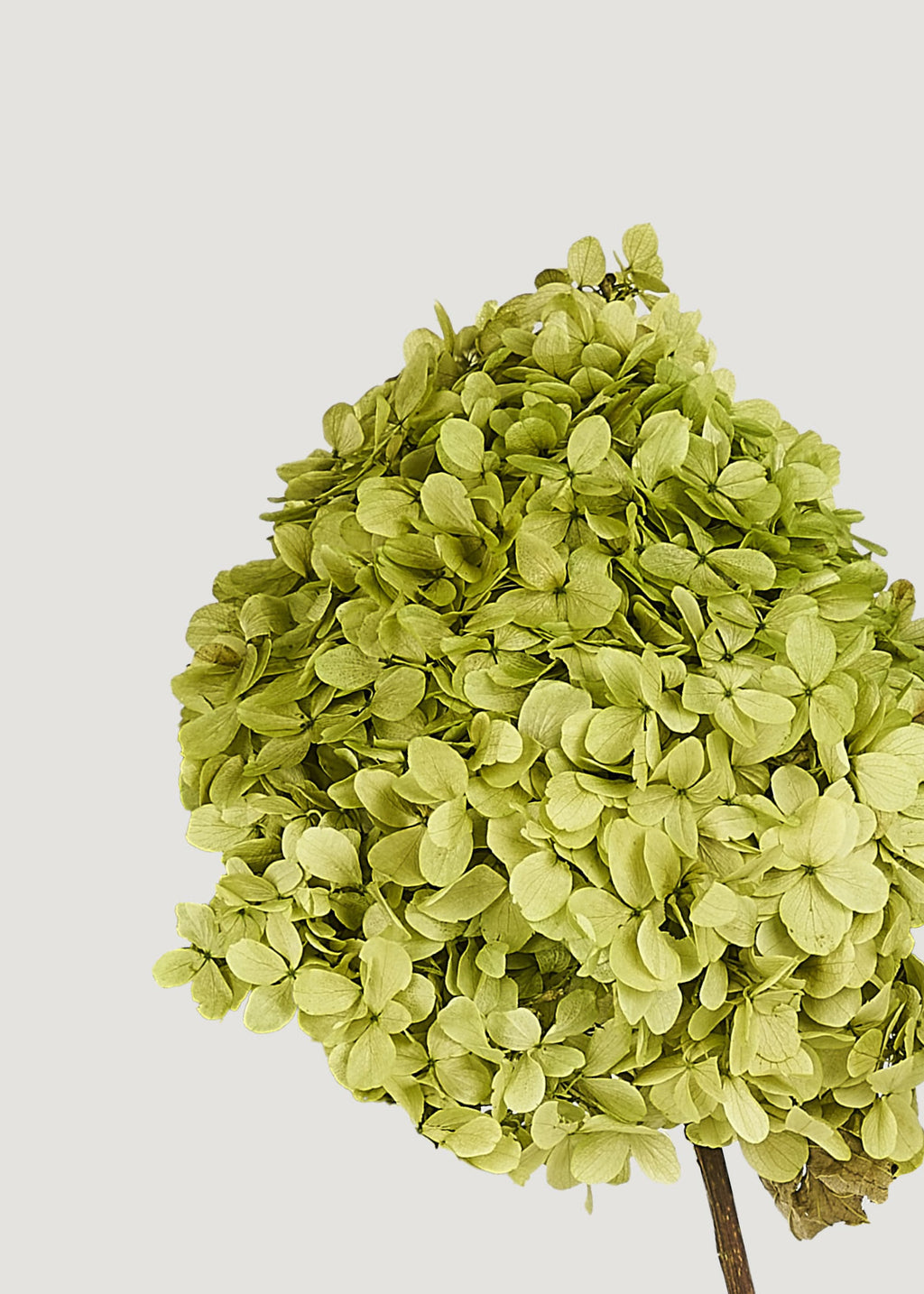 Close-up of Green Preserved Hydrangeas