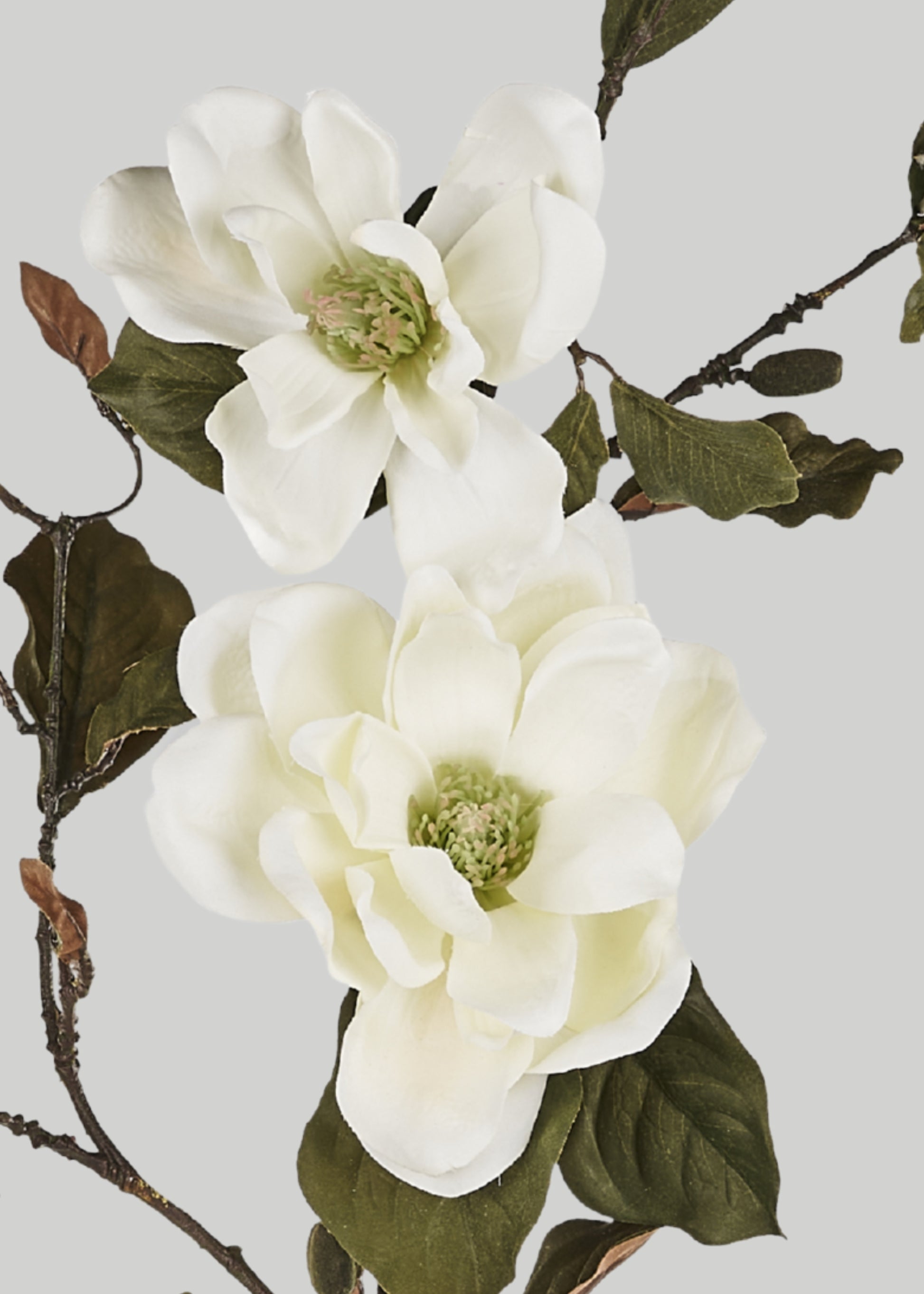 Close-up of Artificial Blooming Magnolia Flowers