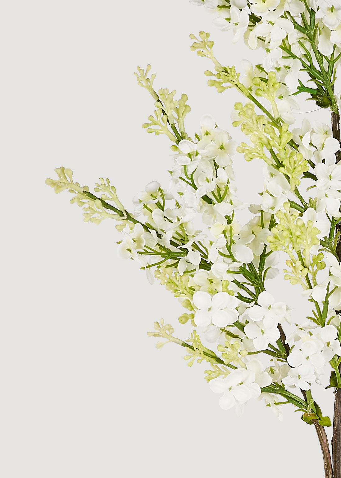 Close-up of cream silk lilac flowers