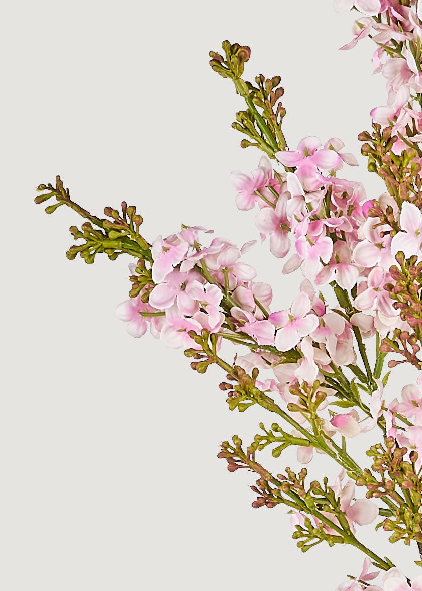 Close-up of pink lilac flowers
