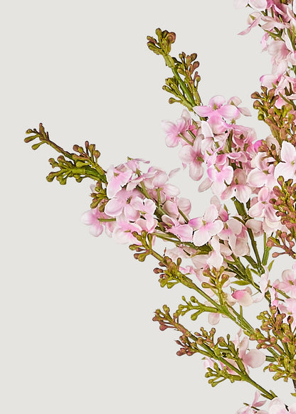 Close-up of pink lilac flowers