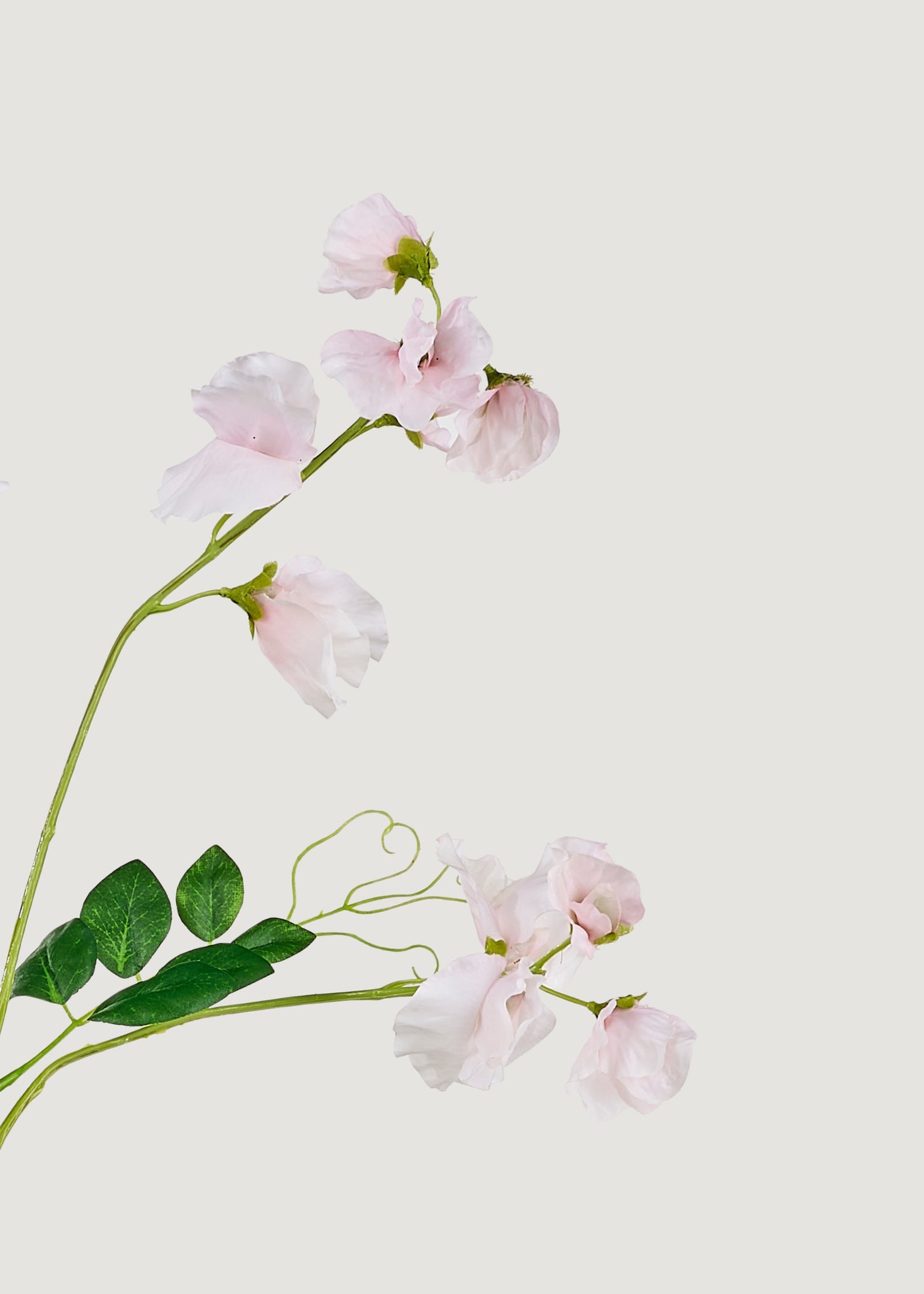 Close-up of Sweet Pea Flowers