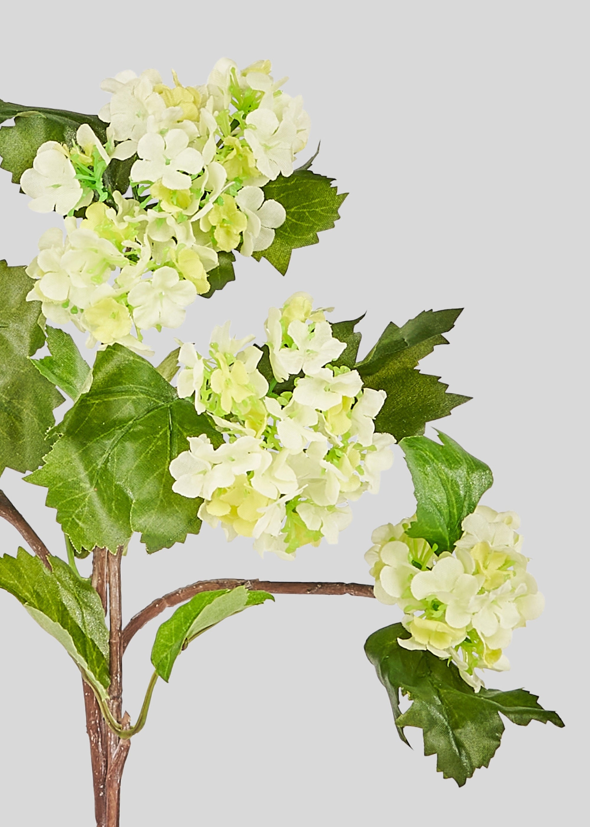 Close-up of green artificial snowball flower bloom