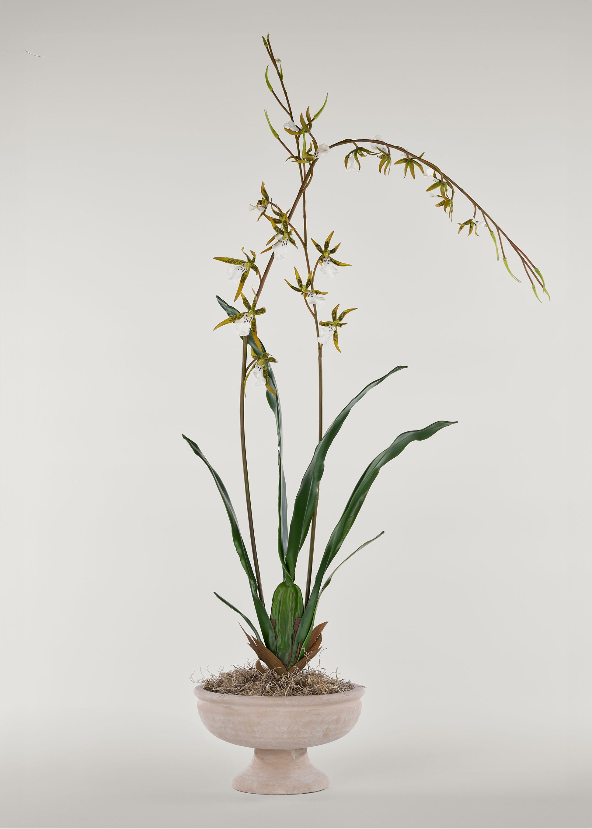 Styled faux orchid in pedestal vase