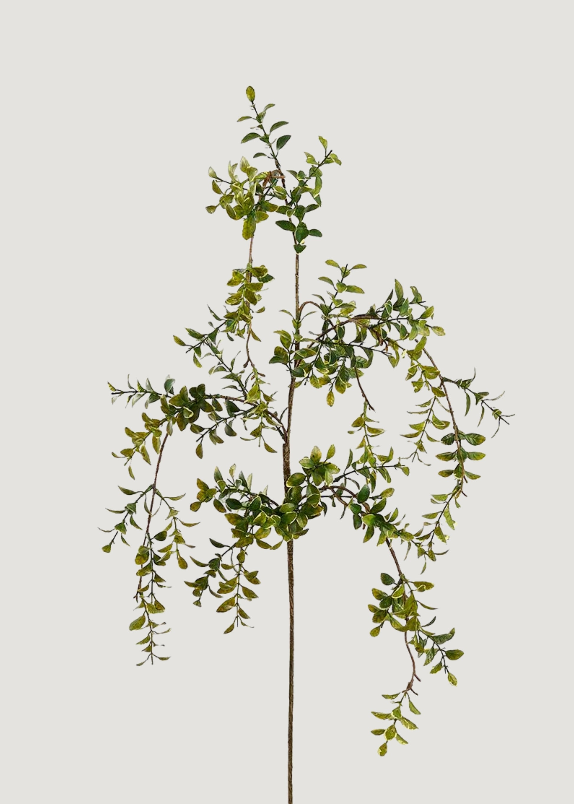 Artificial Hanging Boxwood Leaf Branch