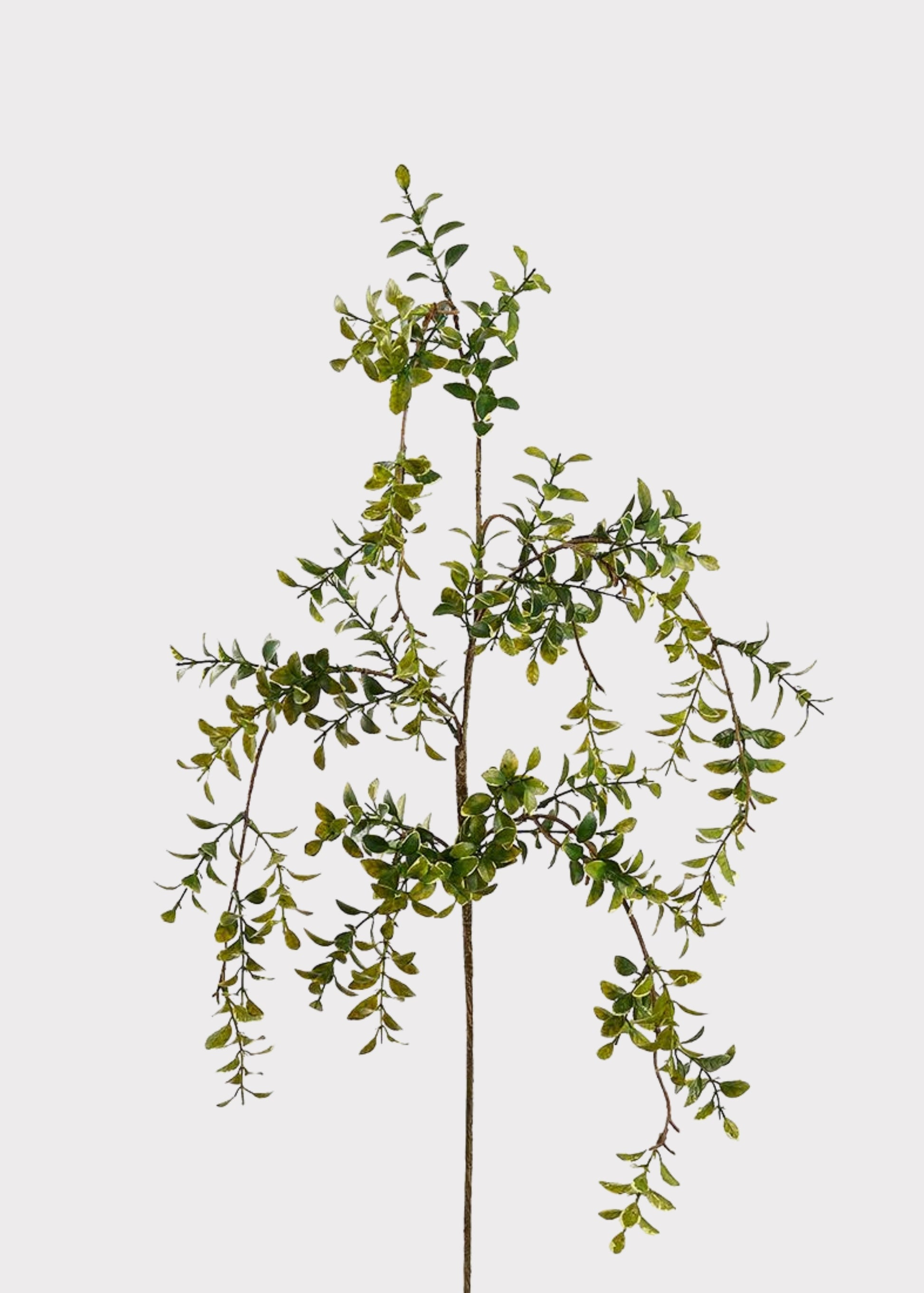 Artificial Hanging Boxwood Leaf Branch