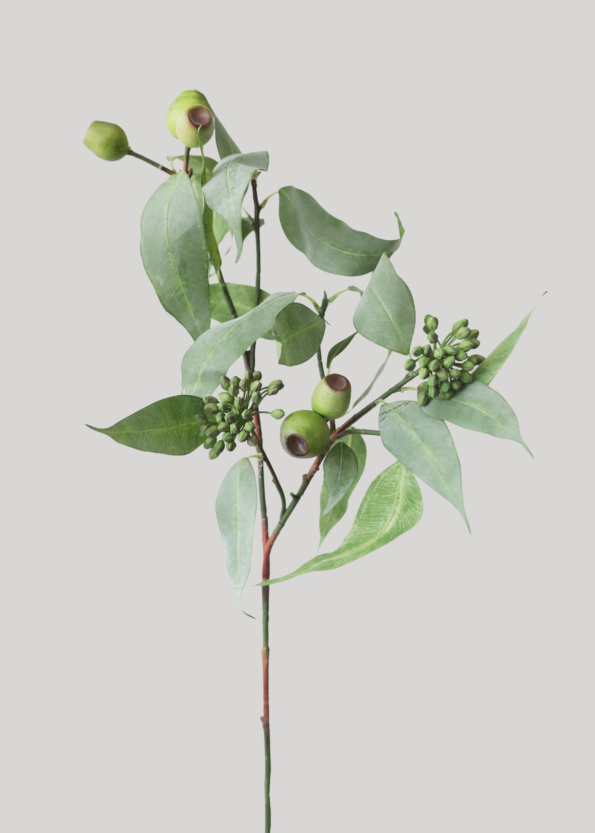 Seeded Eucalyptus Stem 