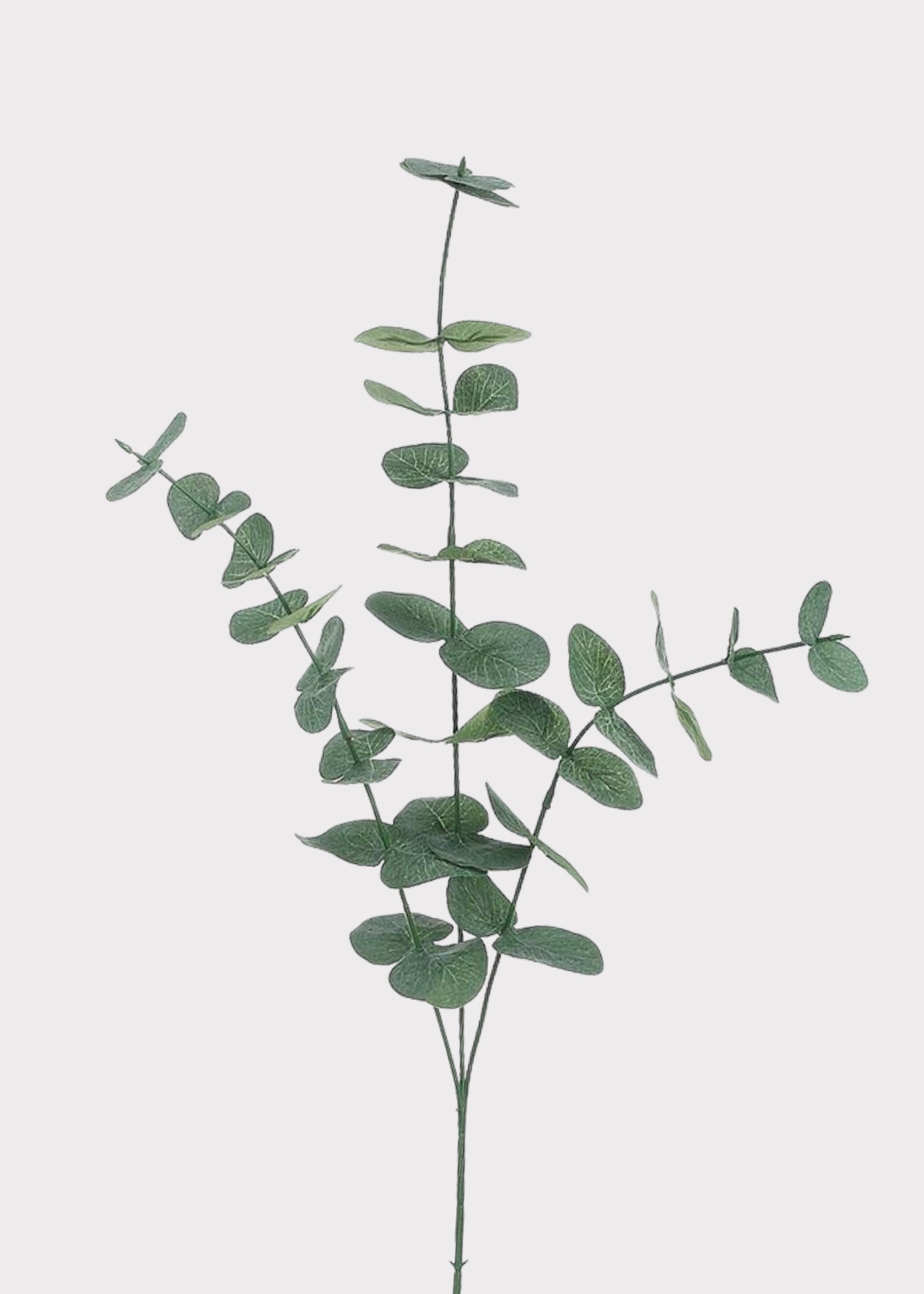 Fake Spiral Eucalyptus Branch 
