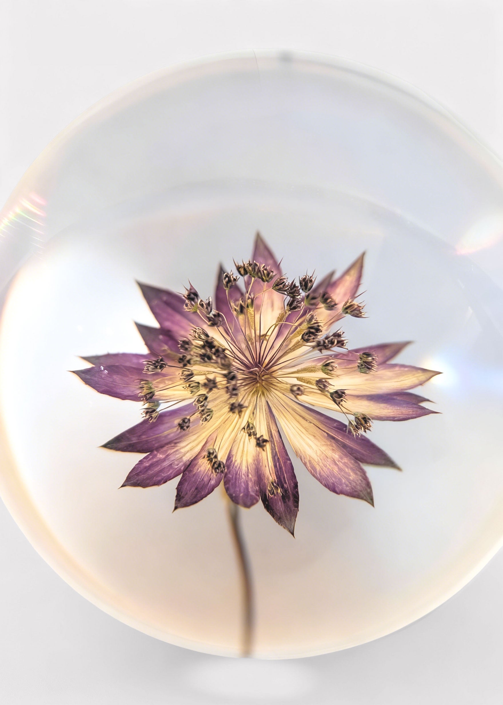 Close-up of a Preserved Purple Flower Head Paperweight 