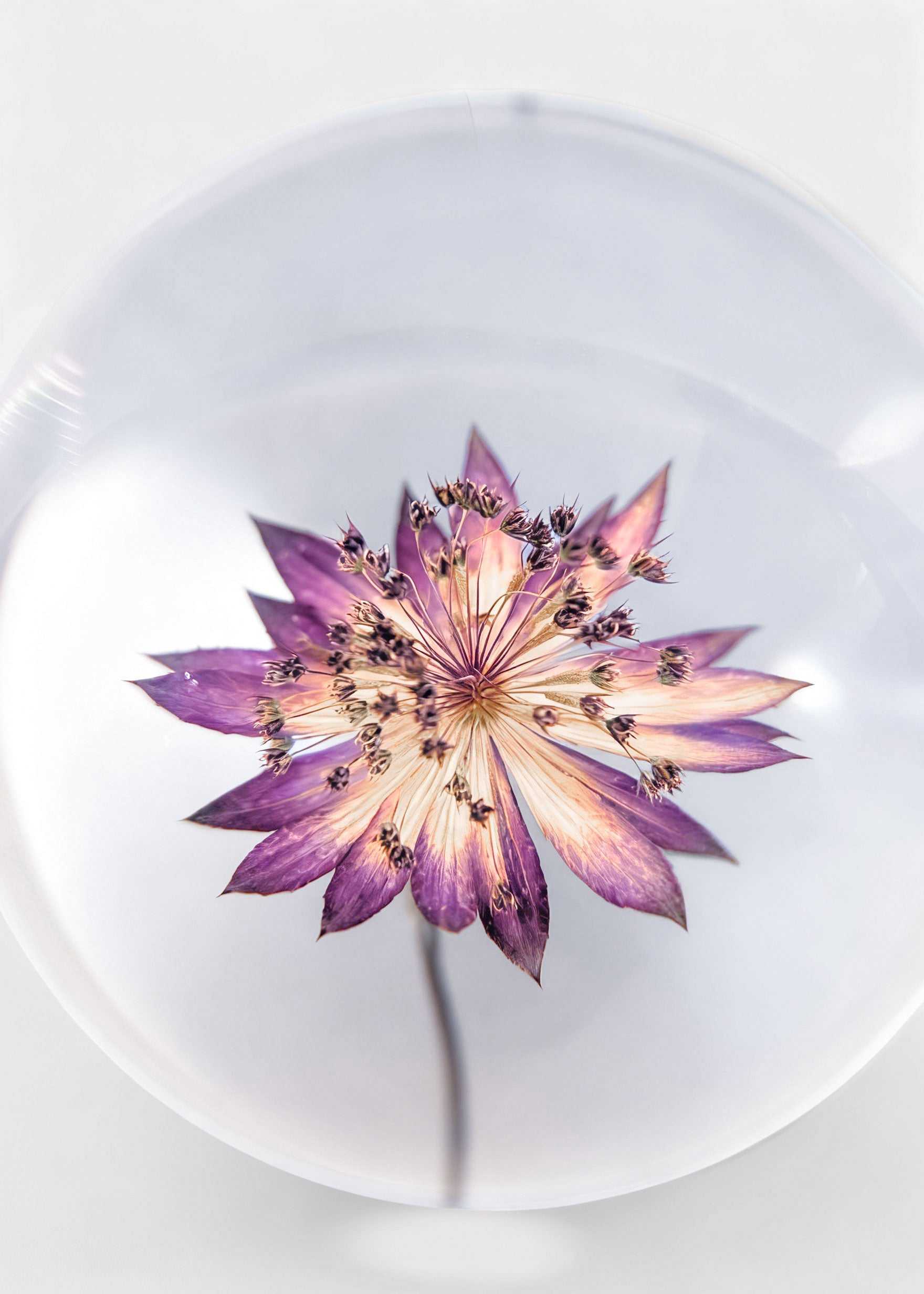 Close-up of a Preserved Purple Flower Head Paperweight 