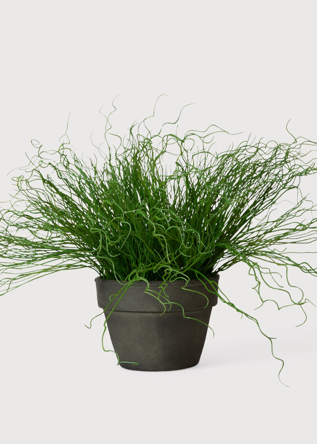 Potted plant with long, thin leaves