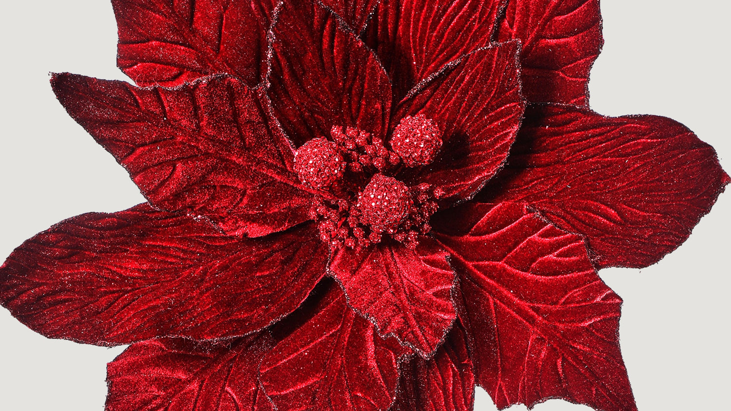 Close-up of a red poinsettia flower 