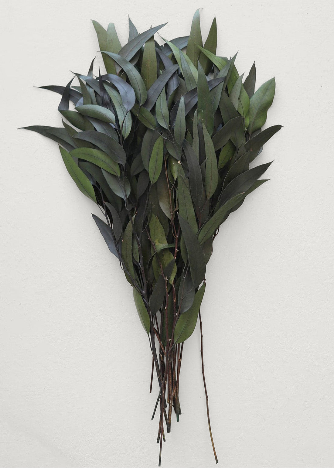 Preserved Weeping Willow Eucalyptus from Afloral