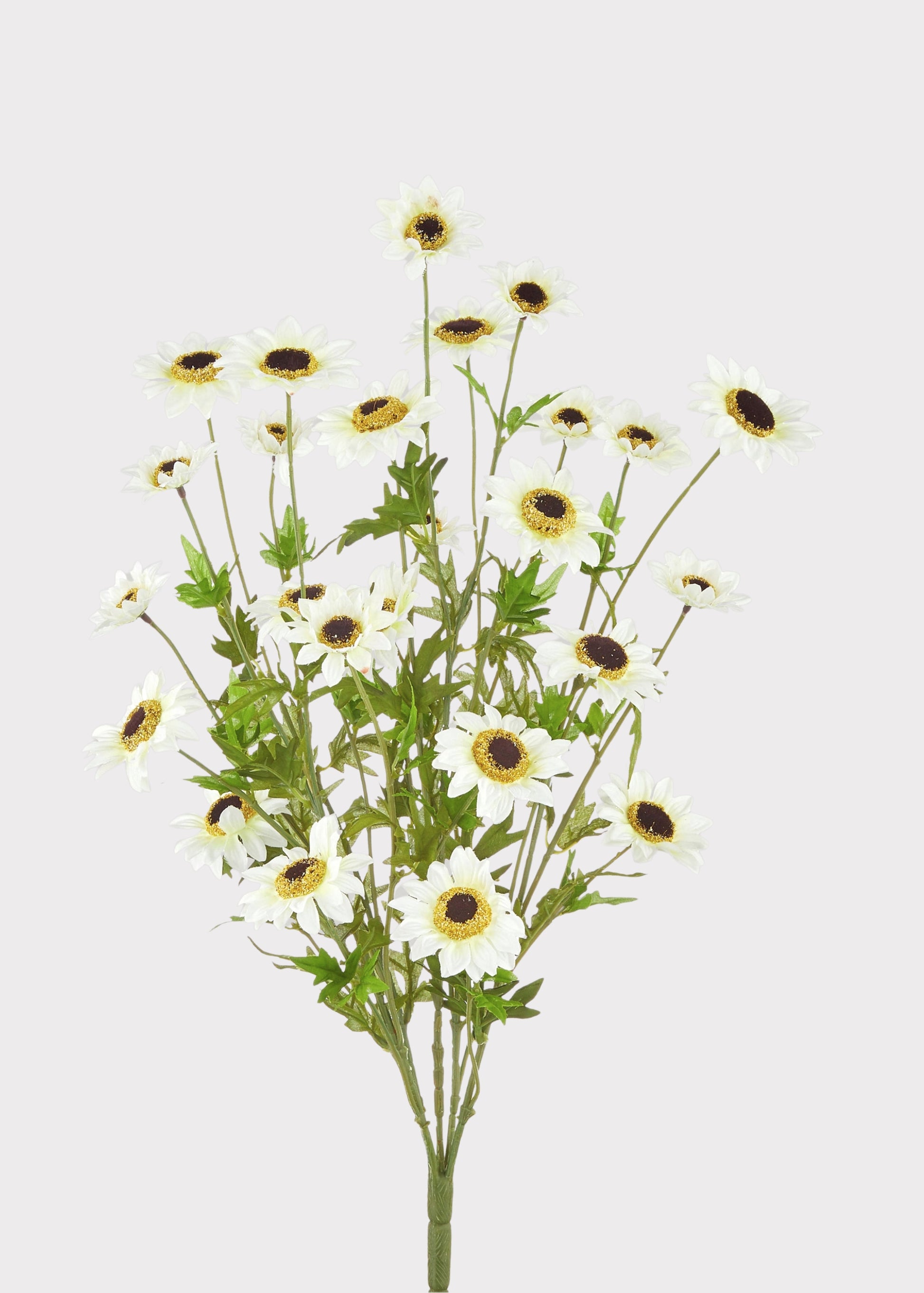 Black-Eyed-Susan Bush