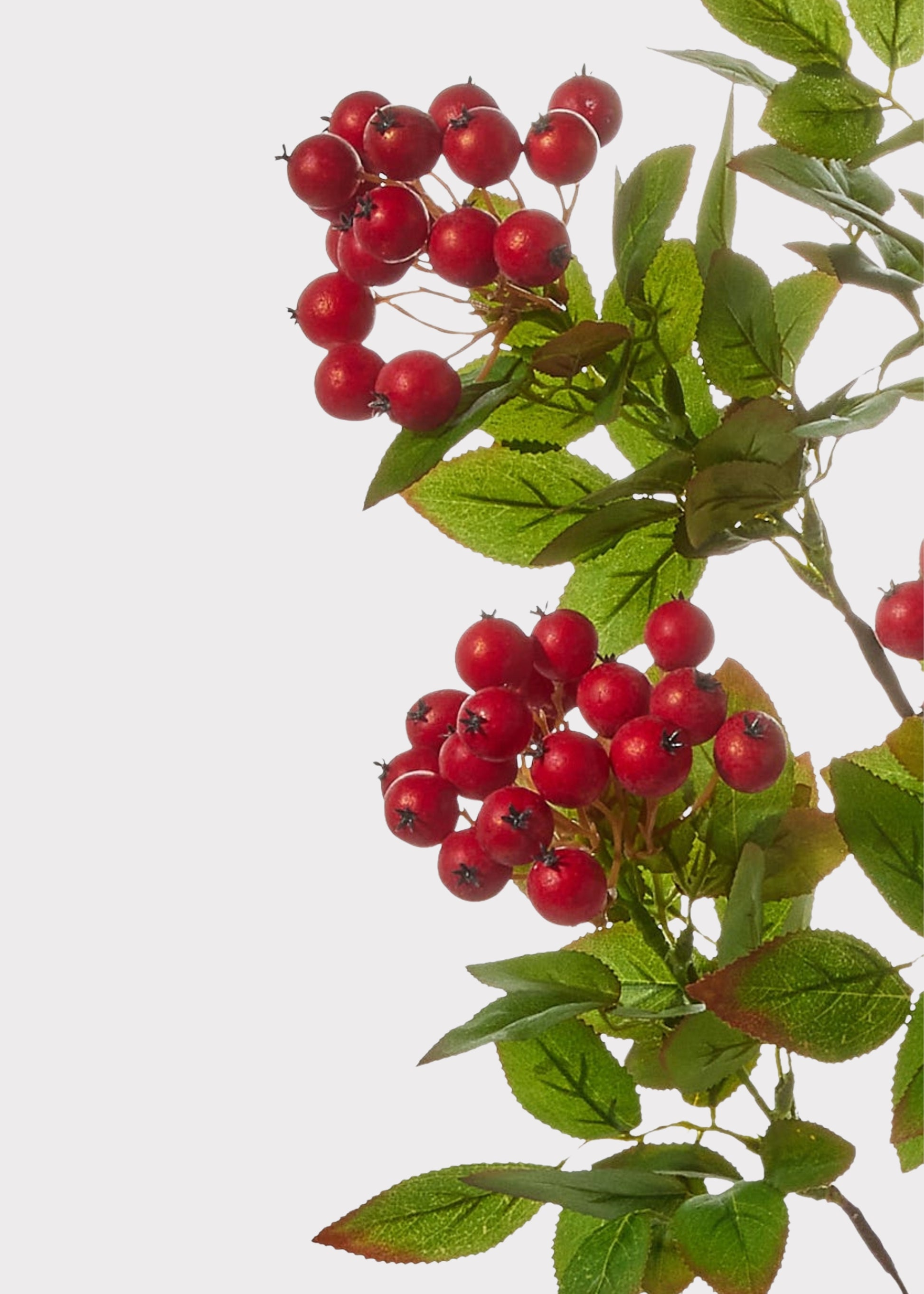 Close-up of red berry clusters