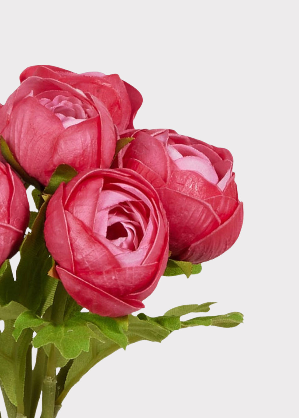 Close-up of real touch dark pink ranunculus
