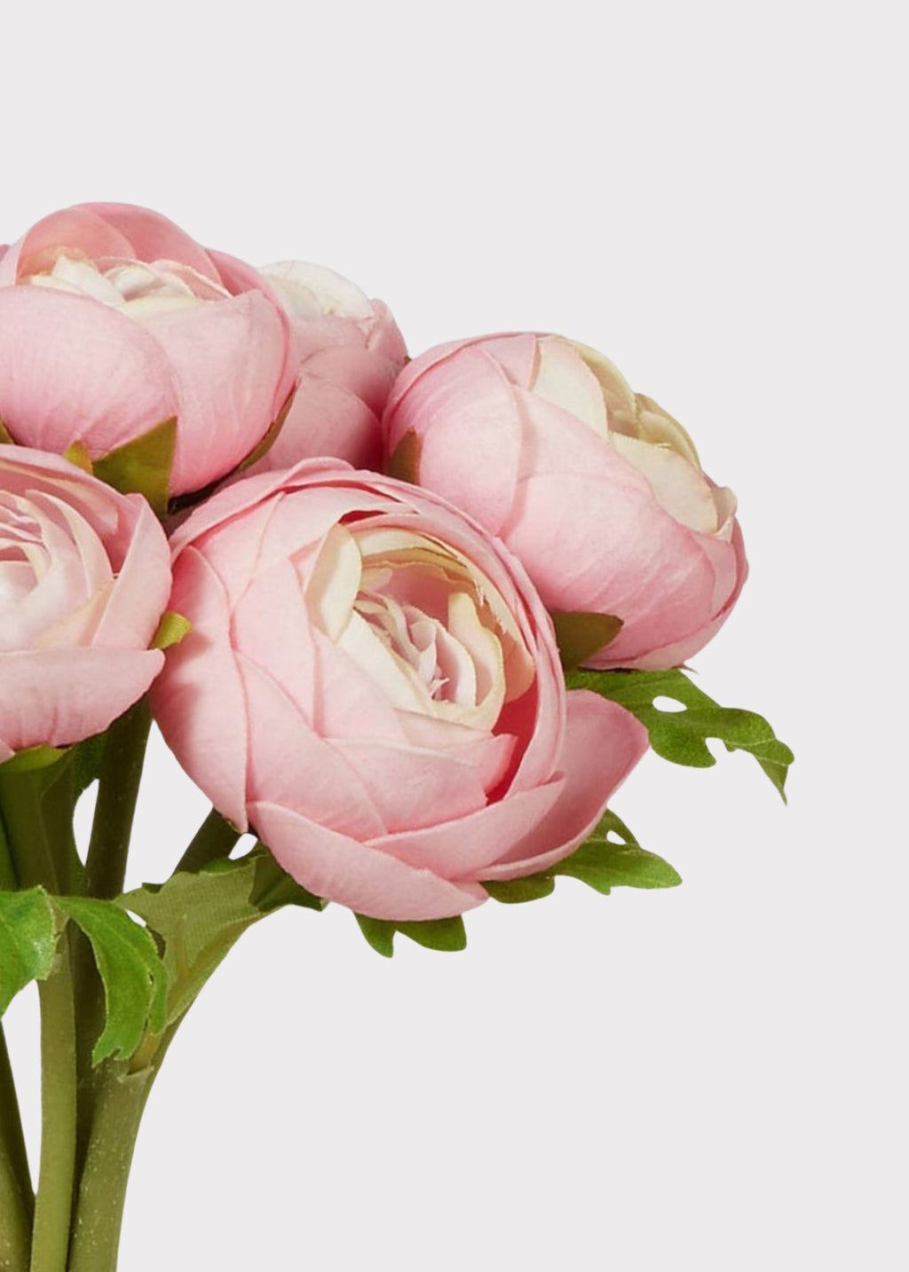 Close-up of Light Pink Soft Touch Ranunculus 