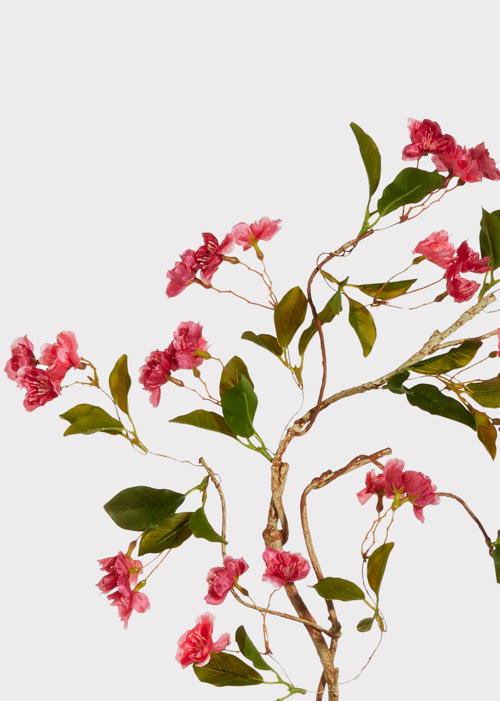 Close-up of dark pink cherry blossom