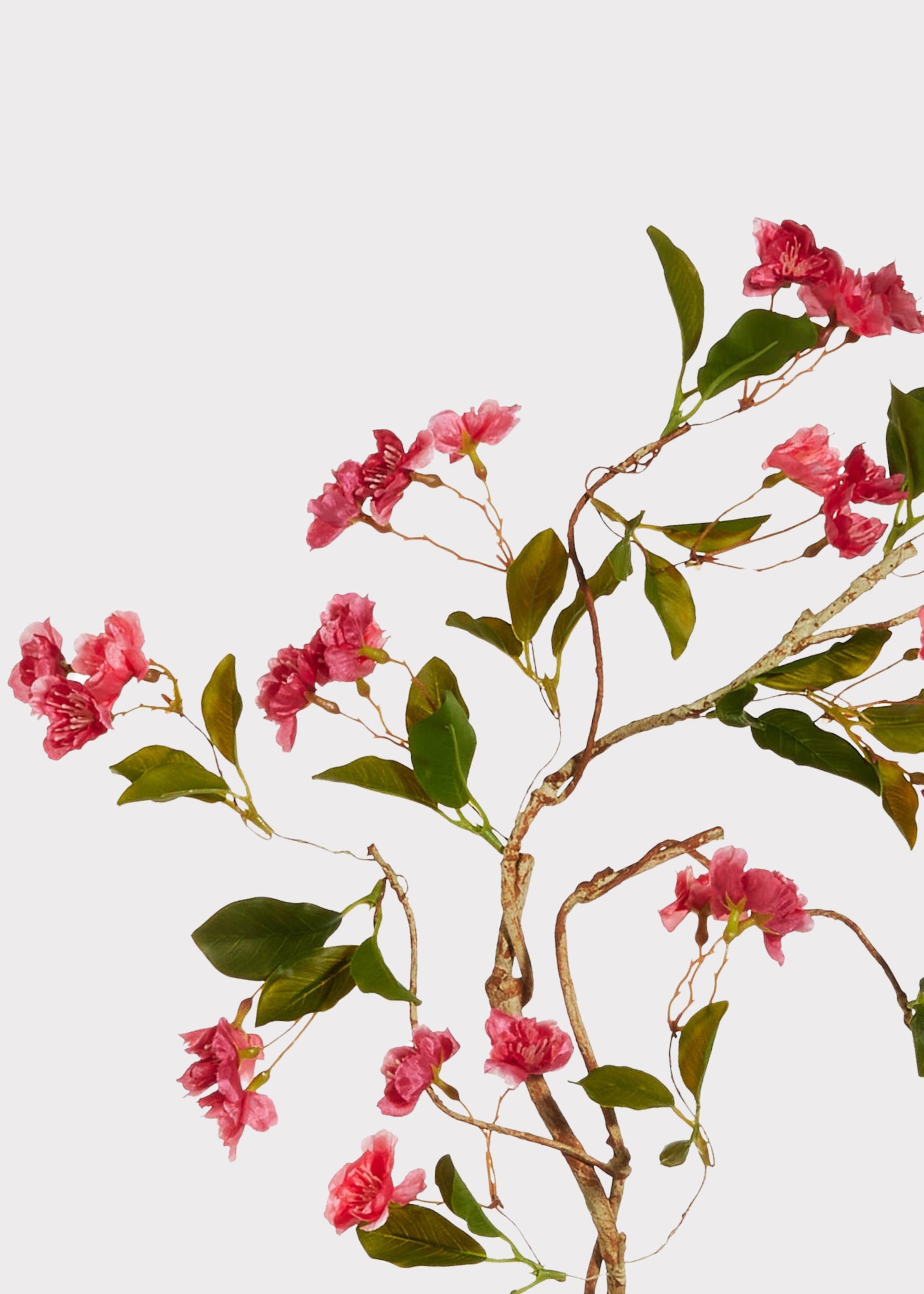 Close-up of dark pink cherry blossom