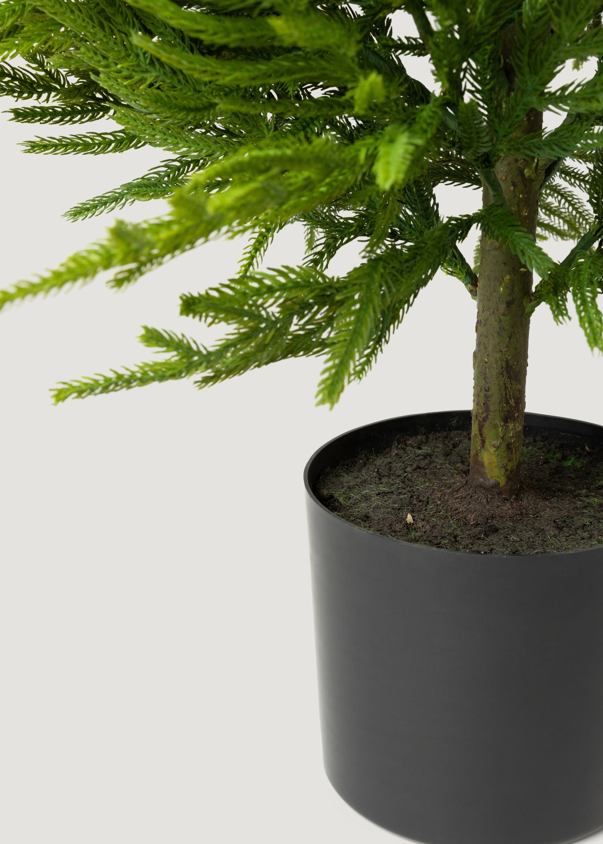 Potted Norfolk Pine Tree
