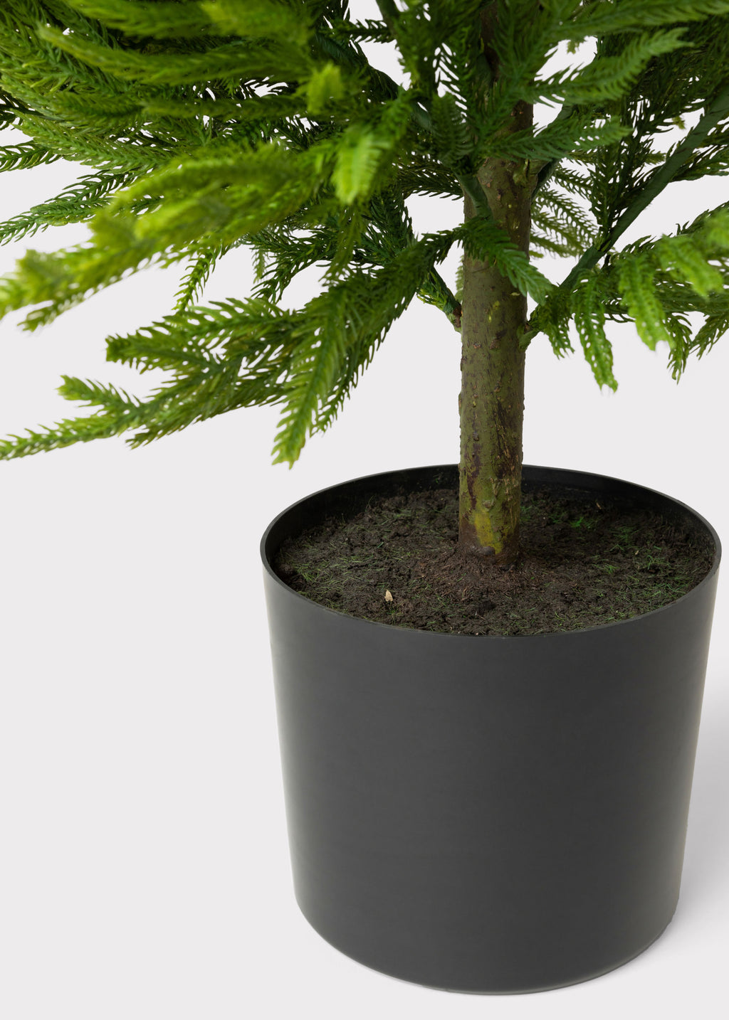 Potted Norfolk Pine Tree