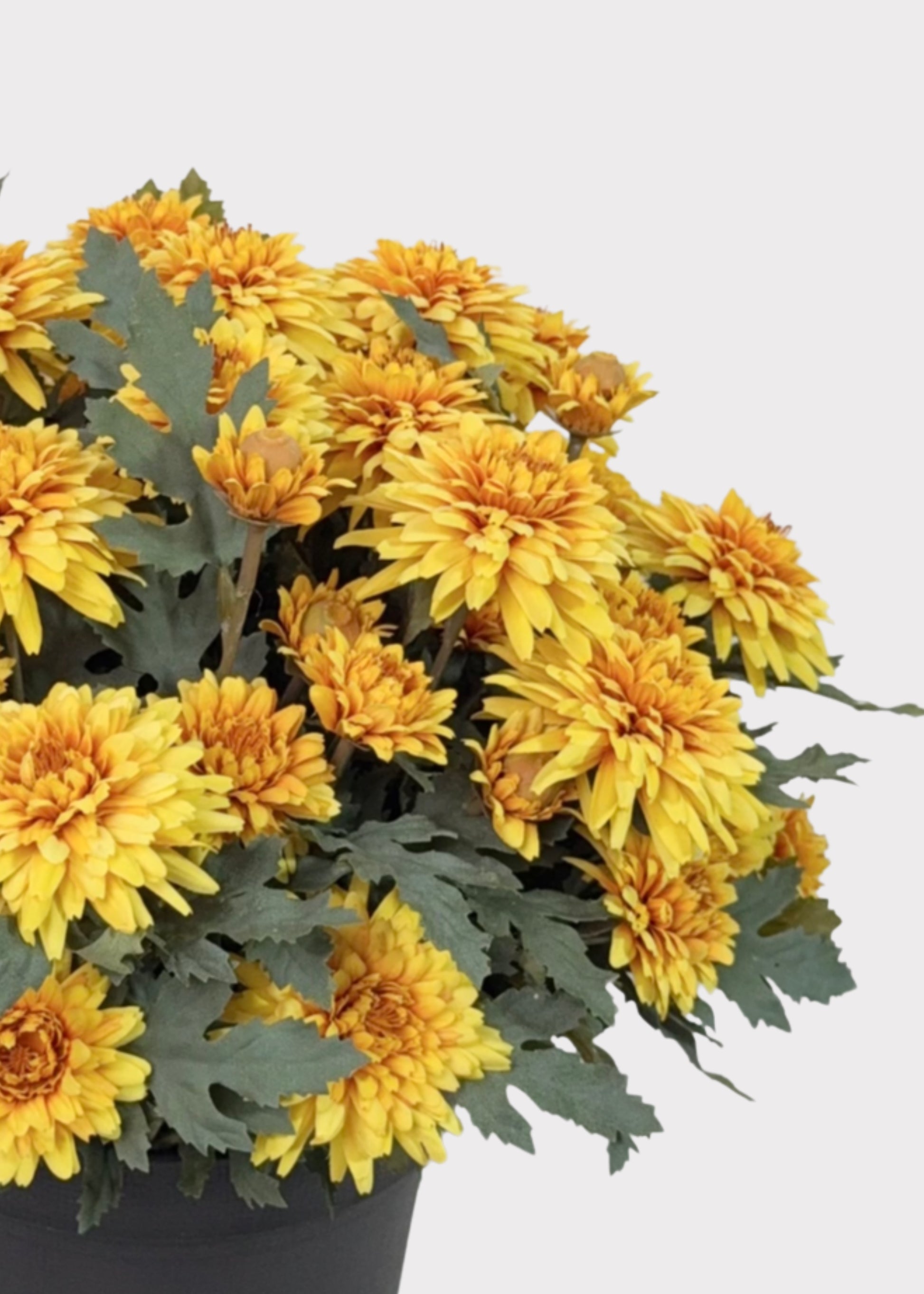 Close-up of a Fake Fall Yellow Mum