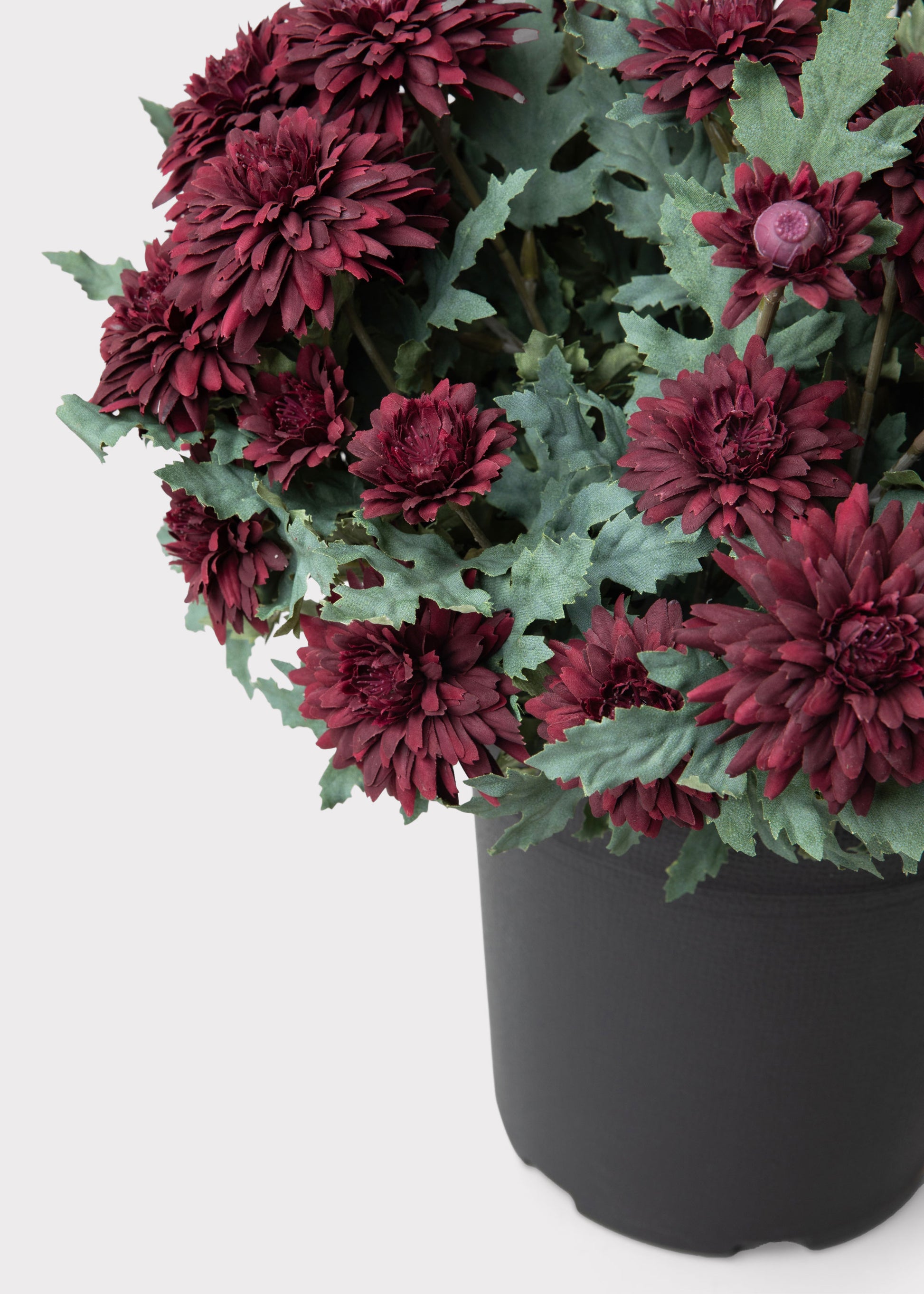 Close-up of a Potted Fake Fall Mum in Burgundy