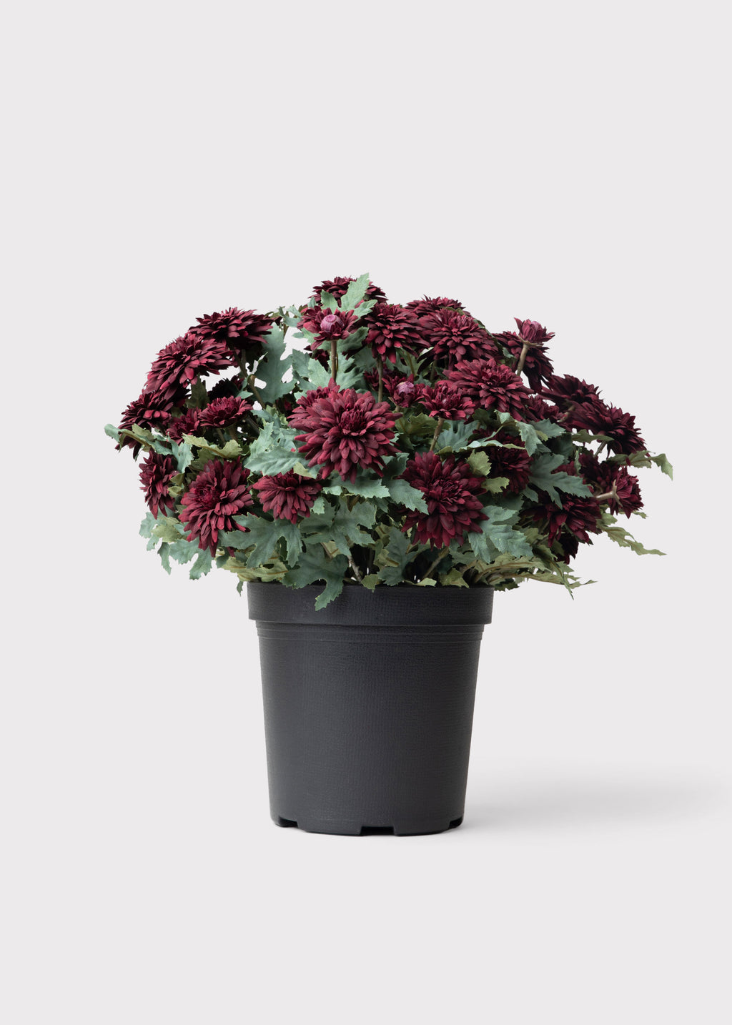 UV Treated Indoor/Outdoor Potted Fake Fall Mums in Merlot