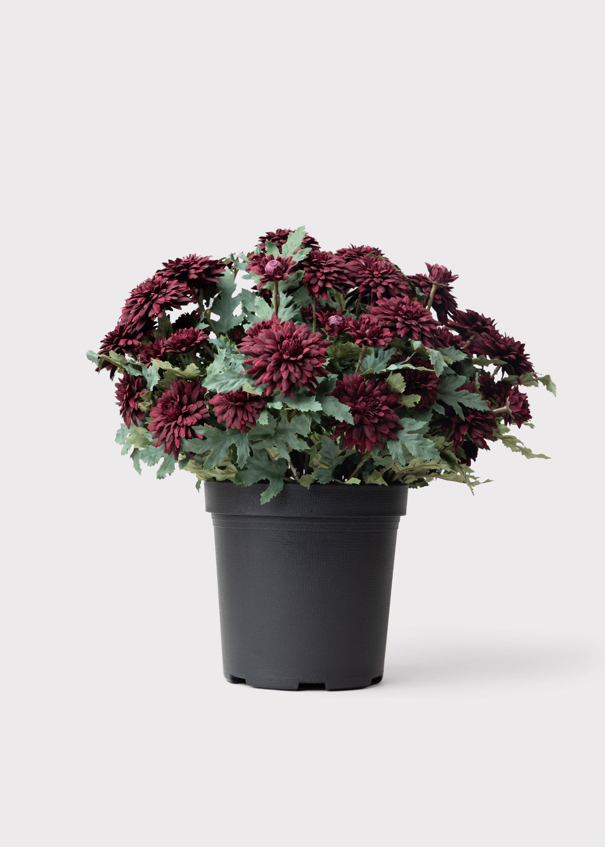UV Treated Indoor/Outdoor Potted Fake Fall Mums in Merlot