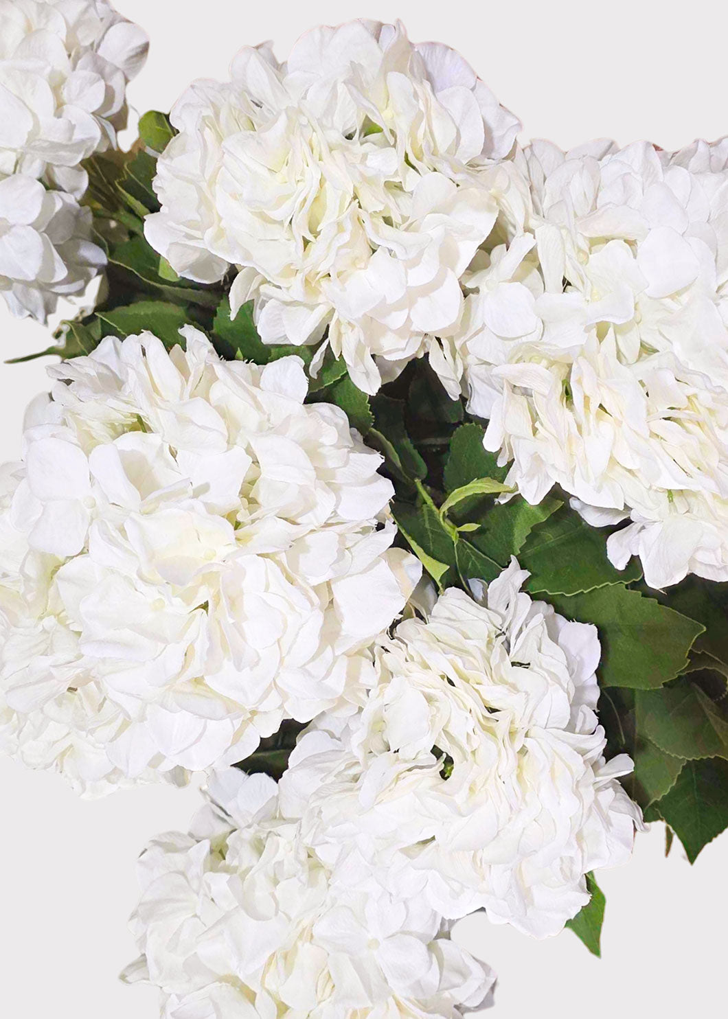 A close-up of white hydrangea blooms with green leaves against a plain light background.