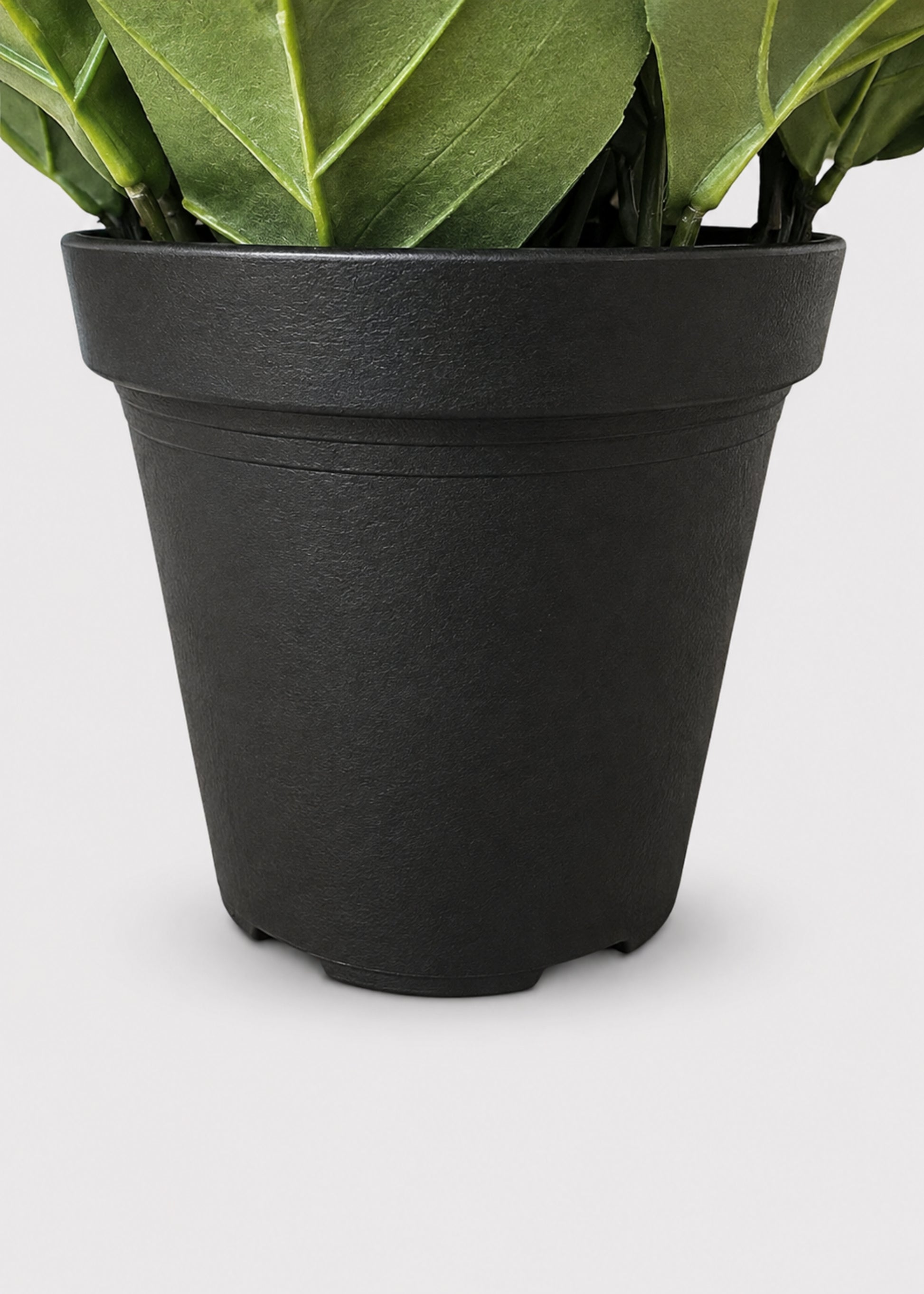 A black plastic nursery pot containing a green leafy plant, shown against a light gray background.