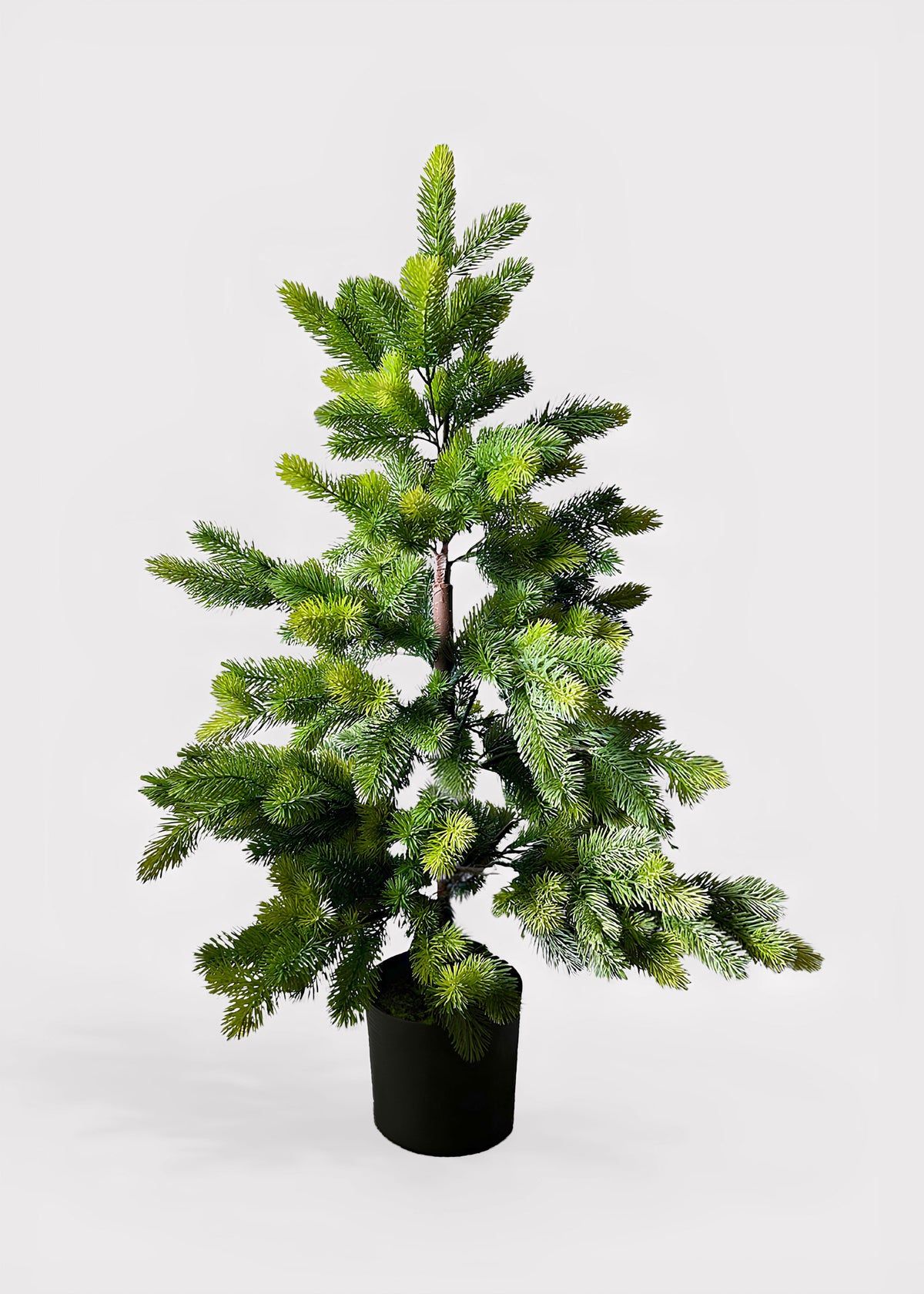 Potted Princess Pine Tree