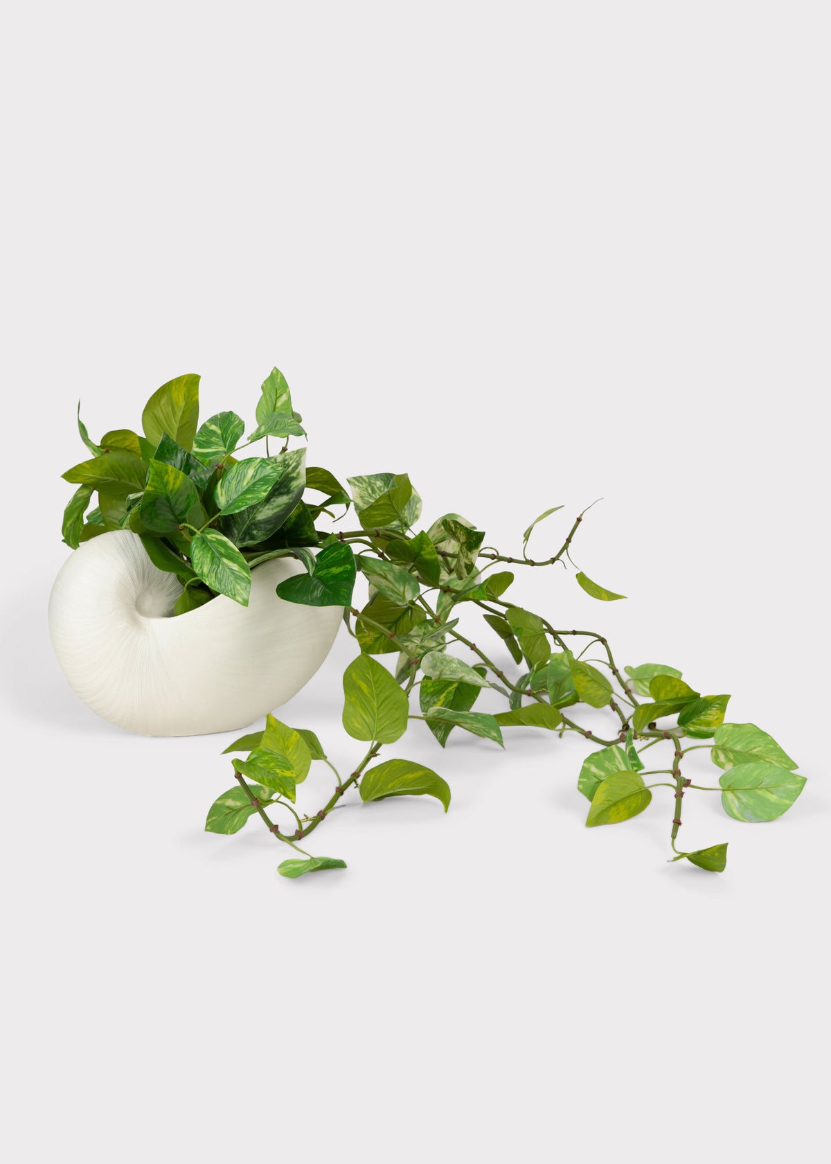 Natural Touch Pothos in Shell Vase