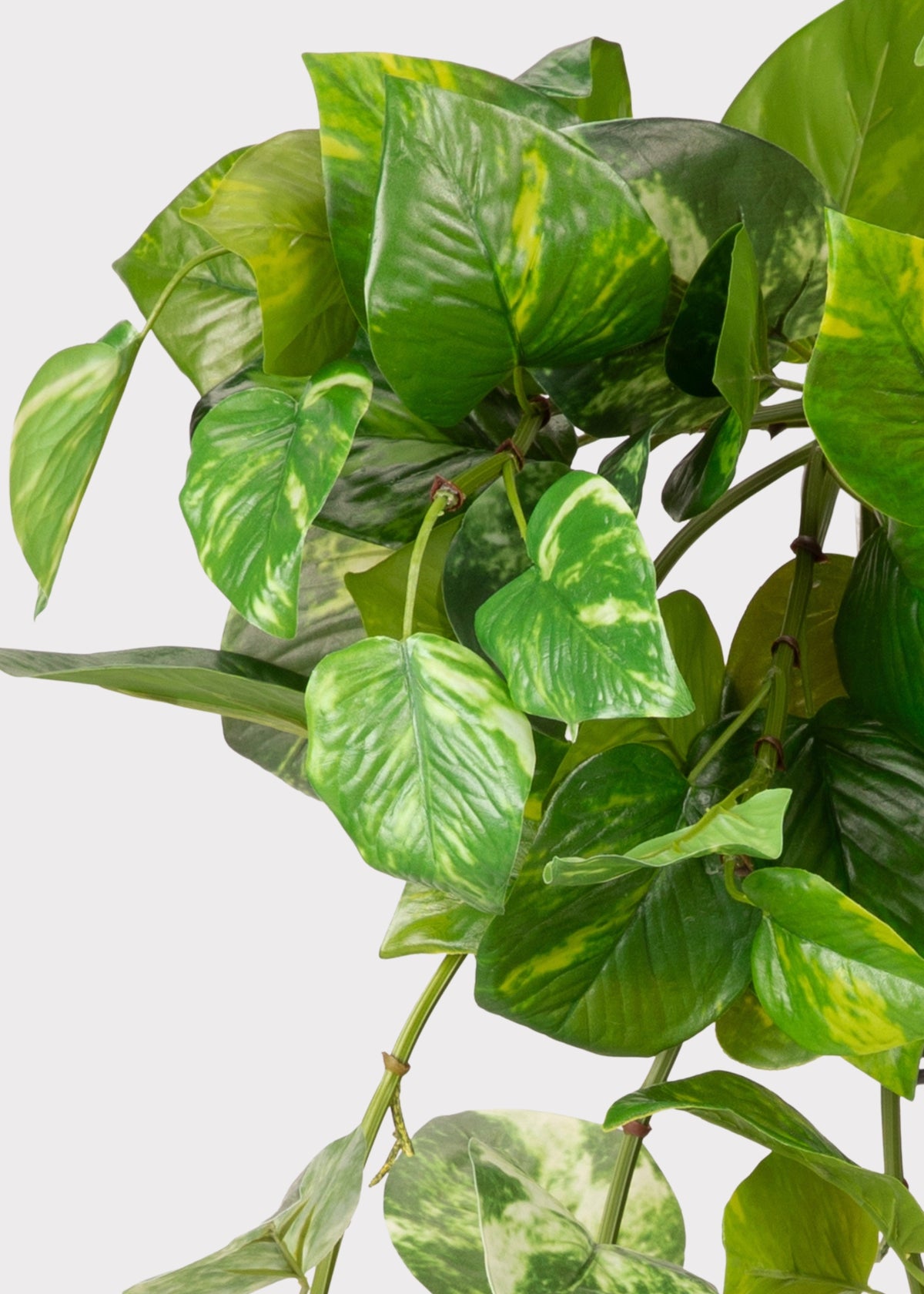 A close-up of a variegated green pothos plant with heart-shaped leaves showing green and yellow marbling, set against a plain light gray background.