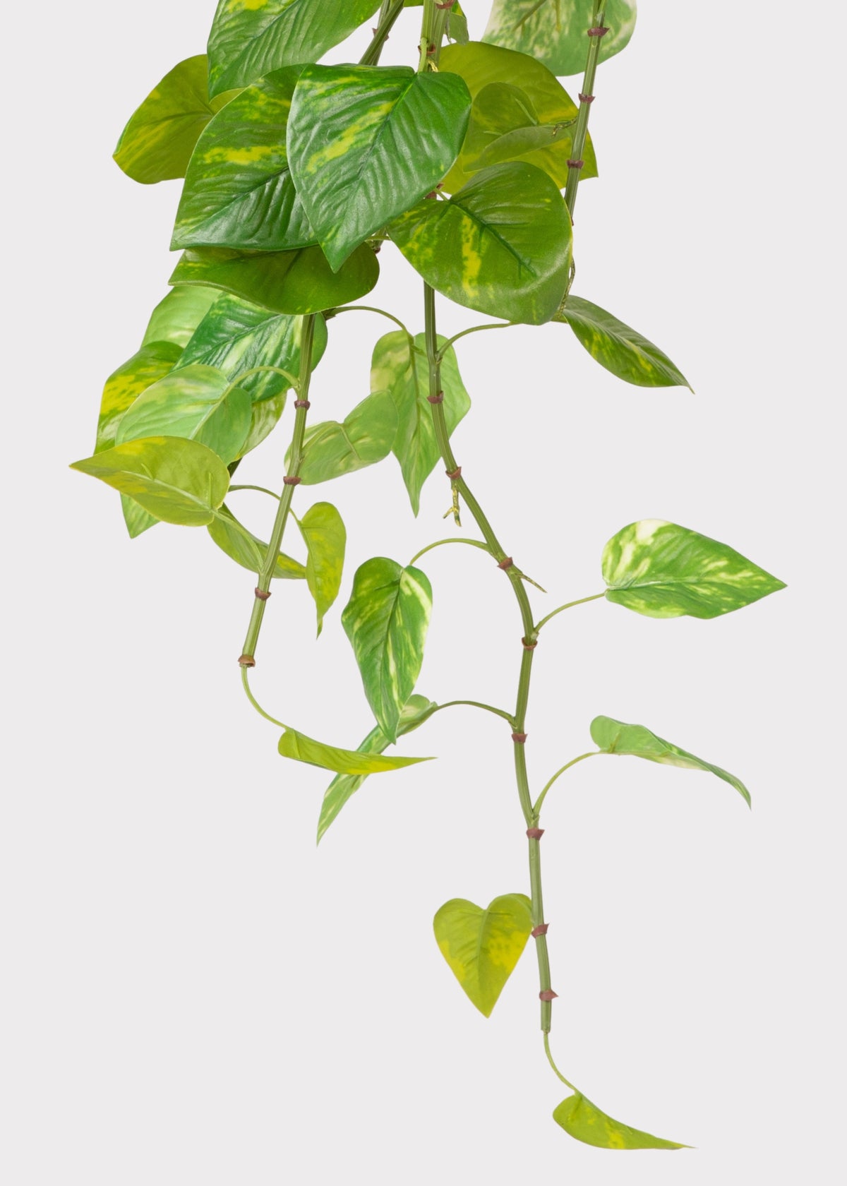 Natural Touch Hanging Variegated Pothos Plant