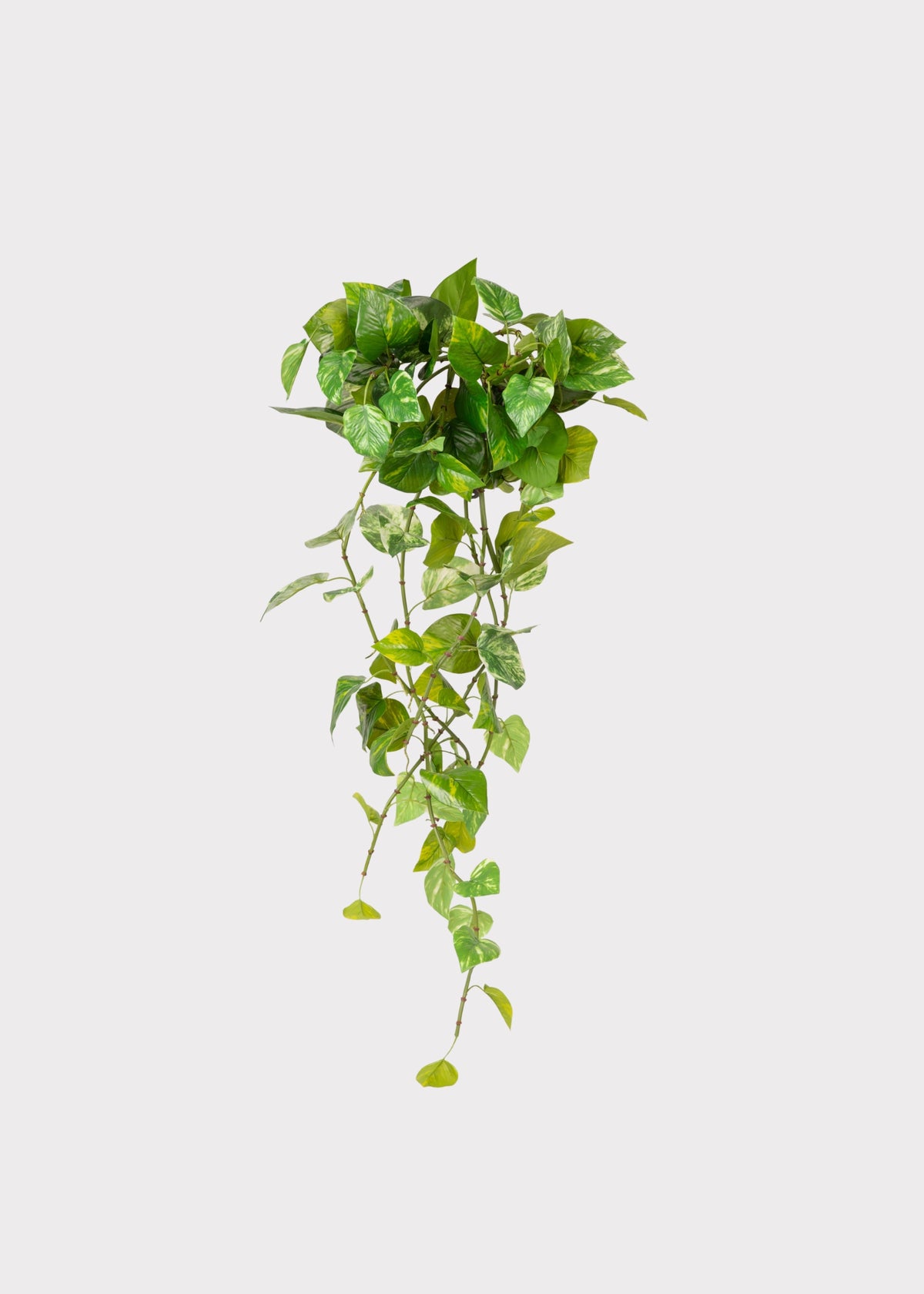 Artificial Pothos