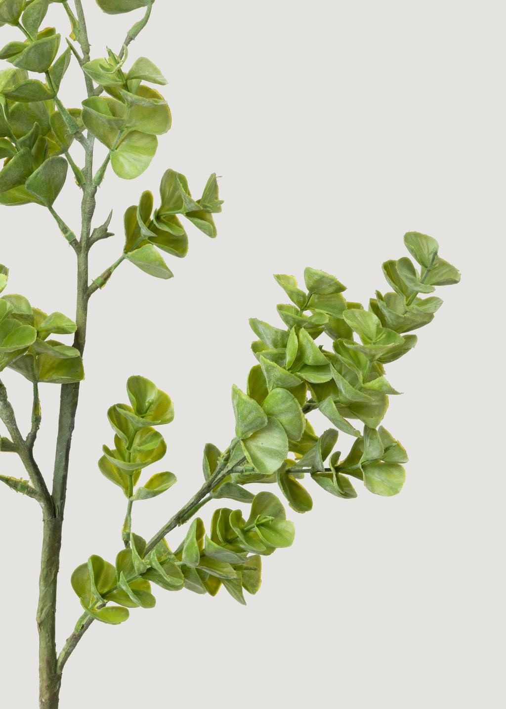 Close-up of Artificial Eucalyptus Branch