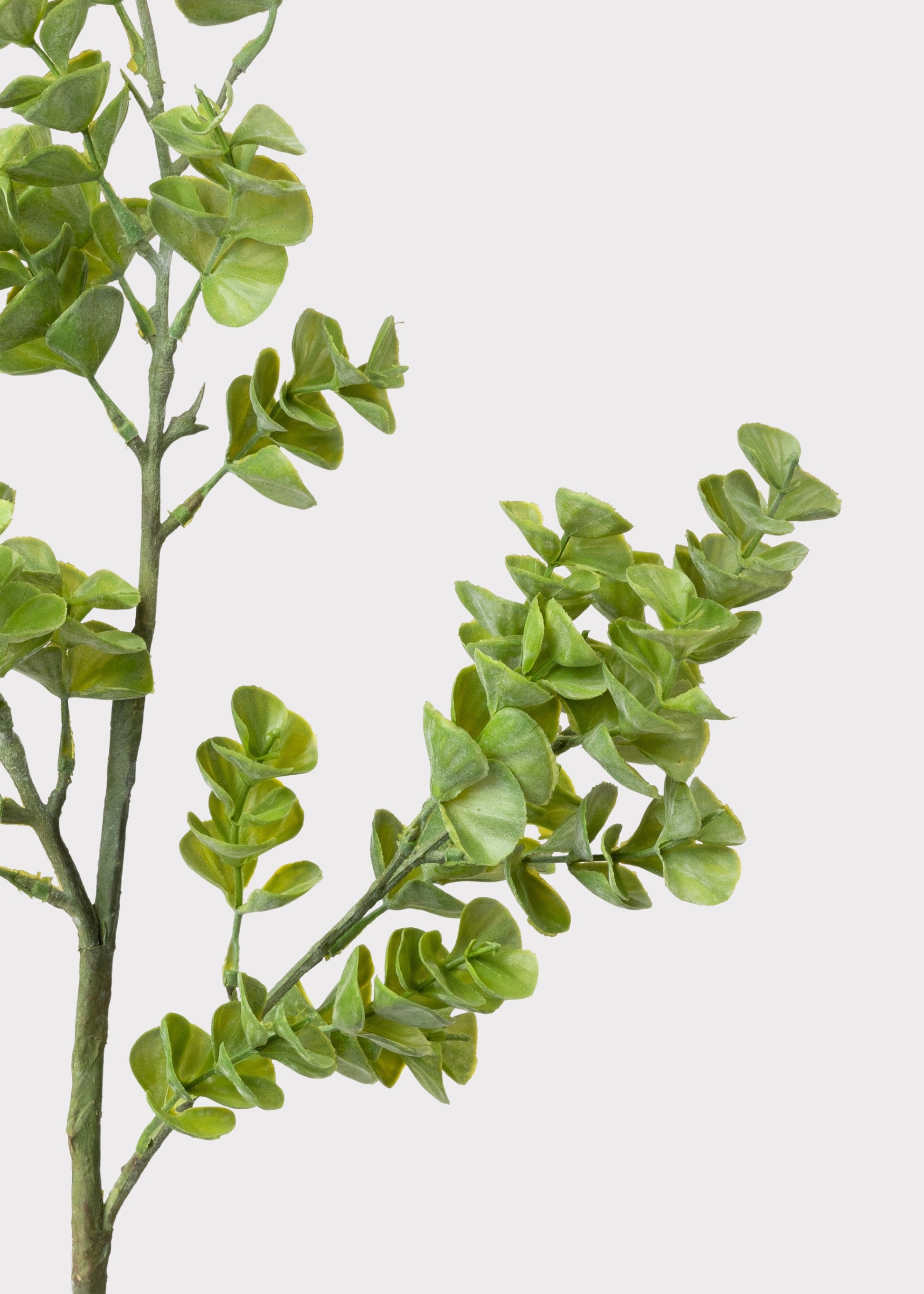 Close-up of Artificial Eucalyptus Branch