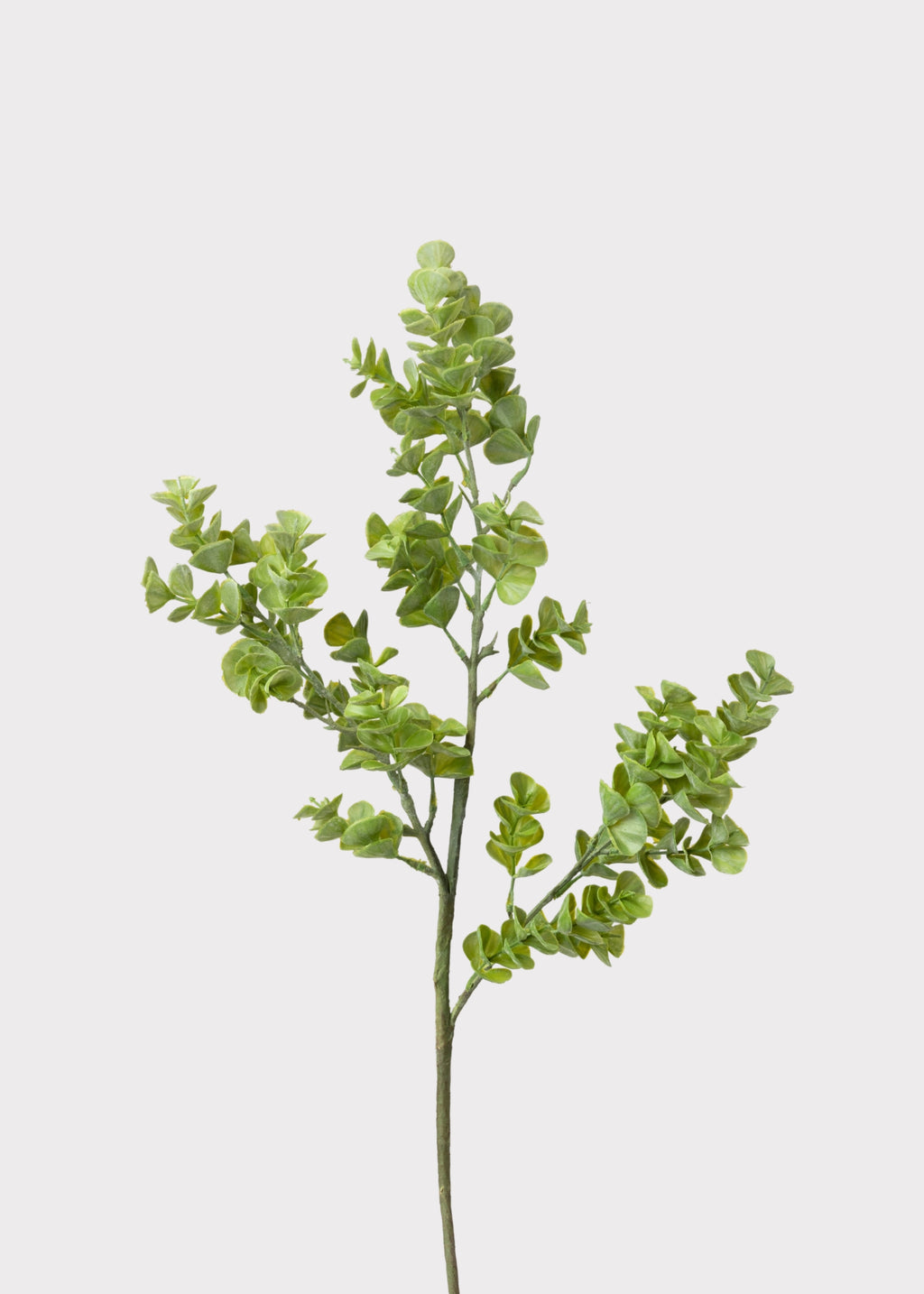 Eucalyptus Leaf Branch 