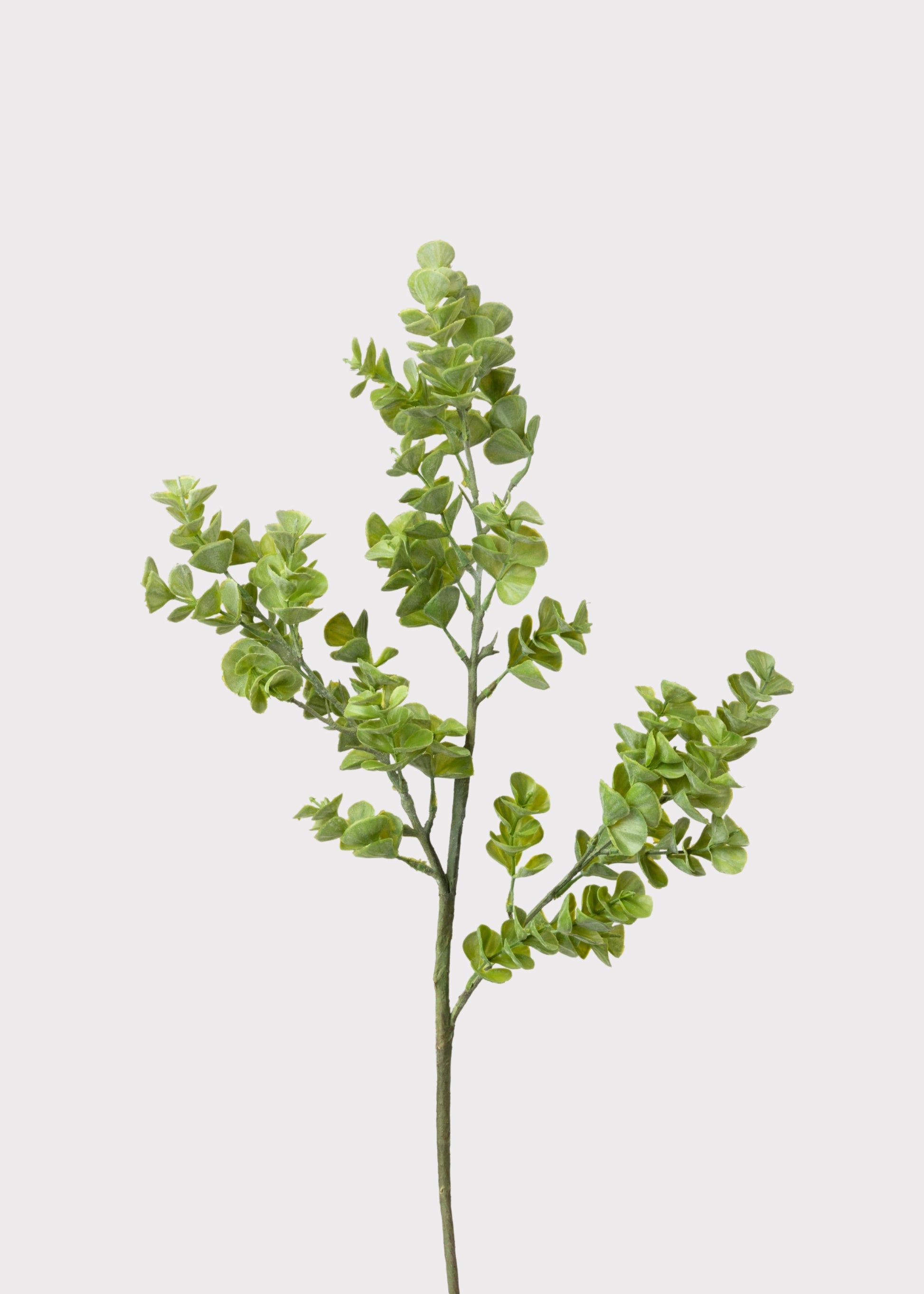 Eucalyptus Leaf Branch 