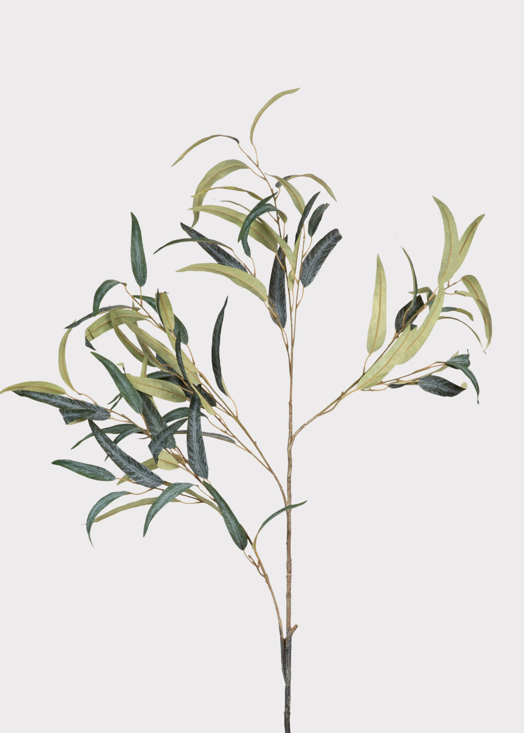 Tall Willow Eucalyptus Branch