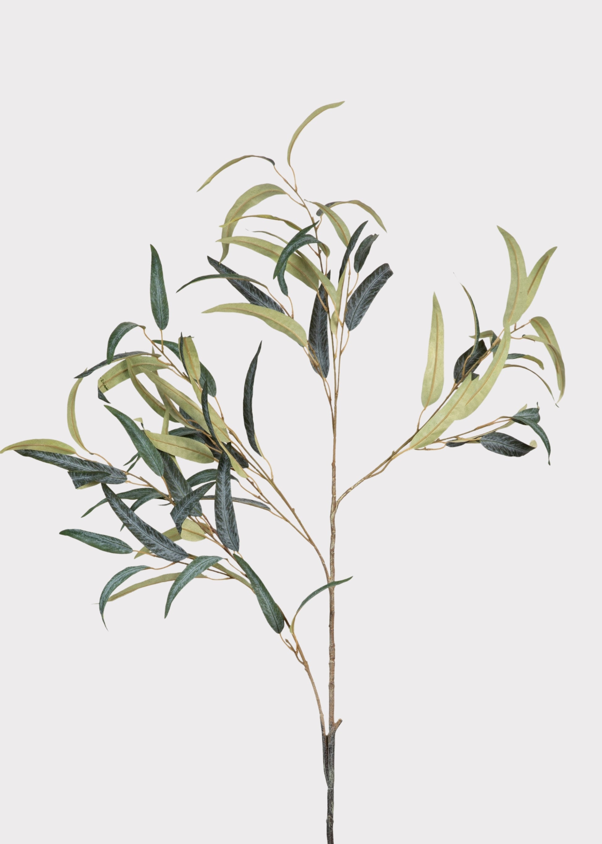 Tall Willow Eucalyptus Branch