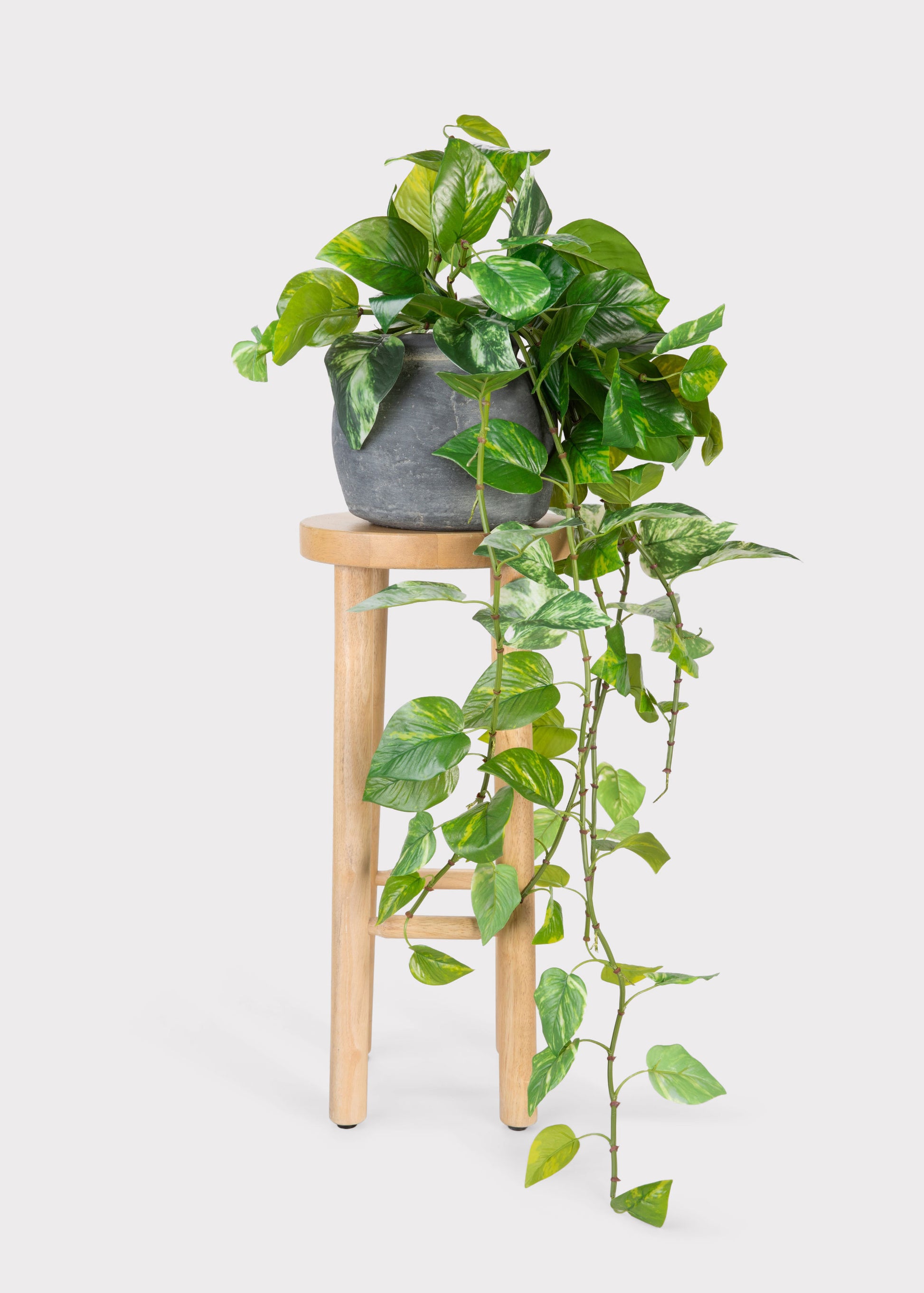 Natural Touch Hanging Pothos Plant